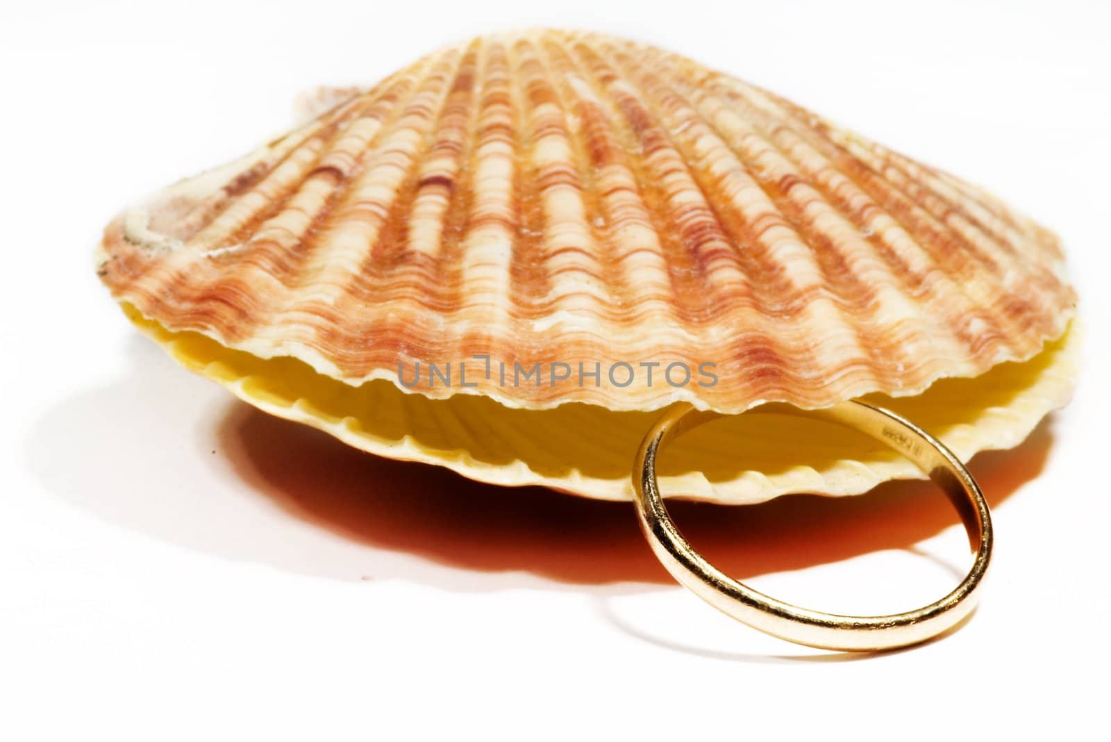beautiful Seashell isolated on white background by dolnikow