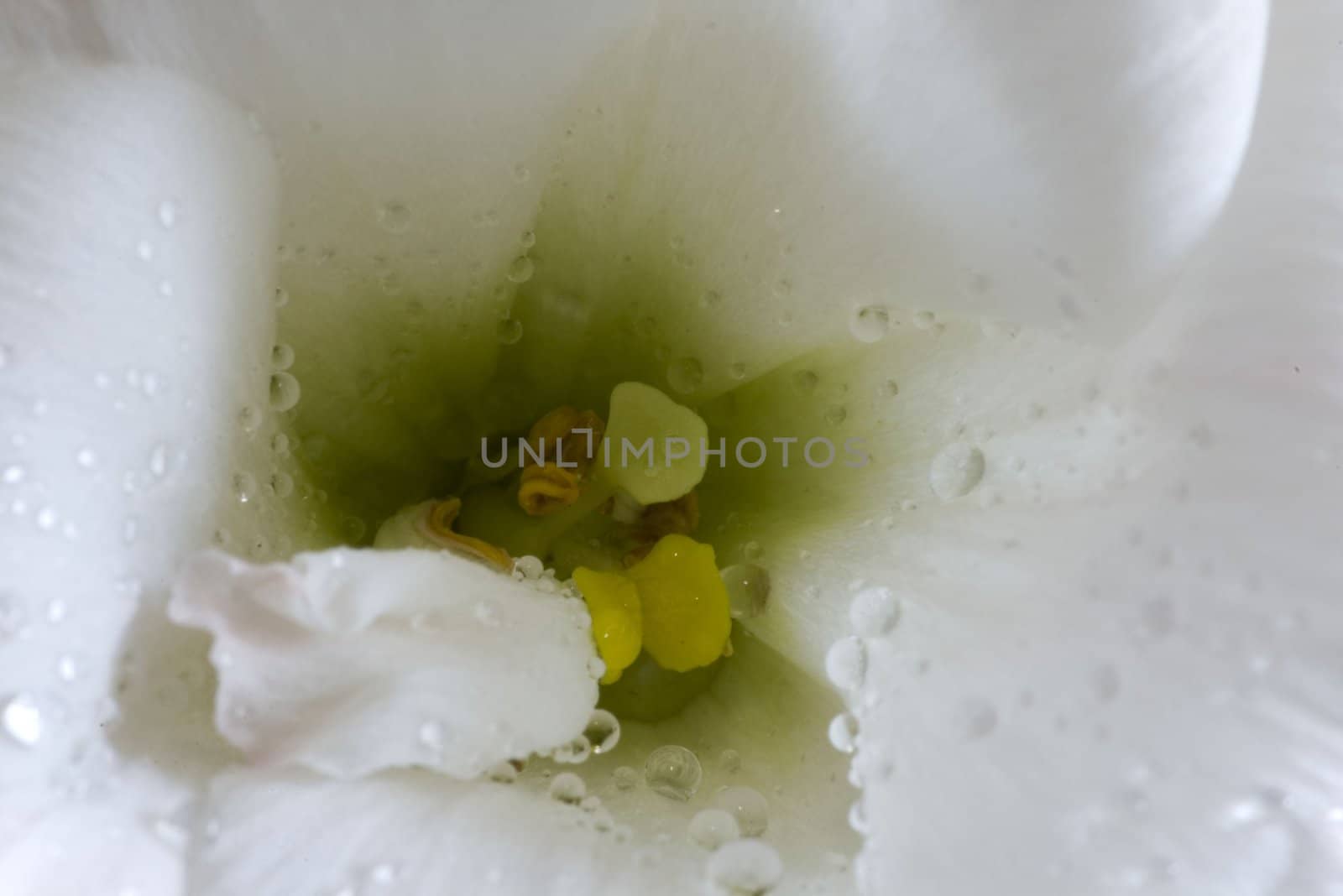 On a photo a white rose by macro lens