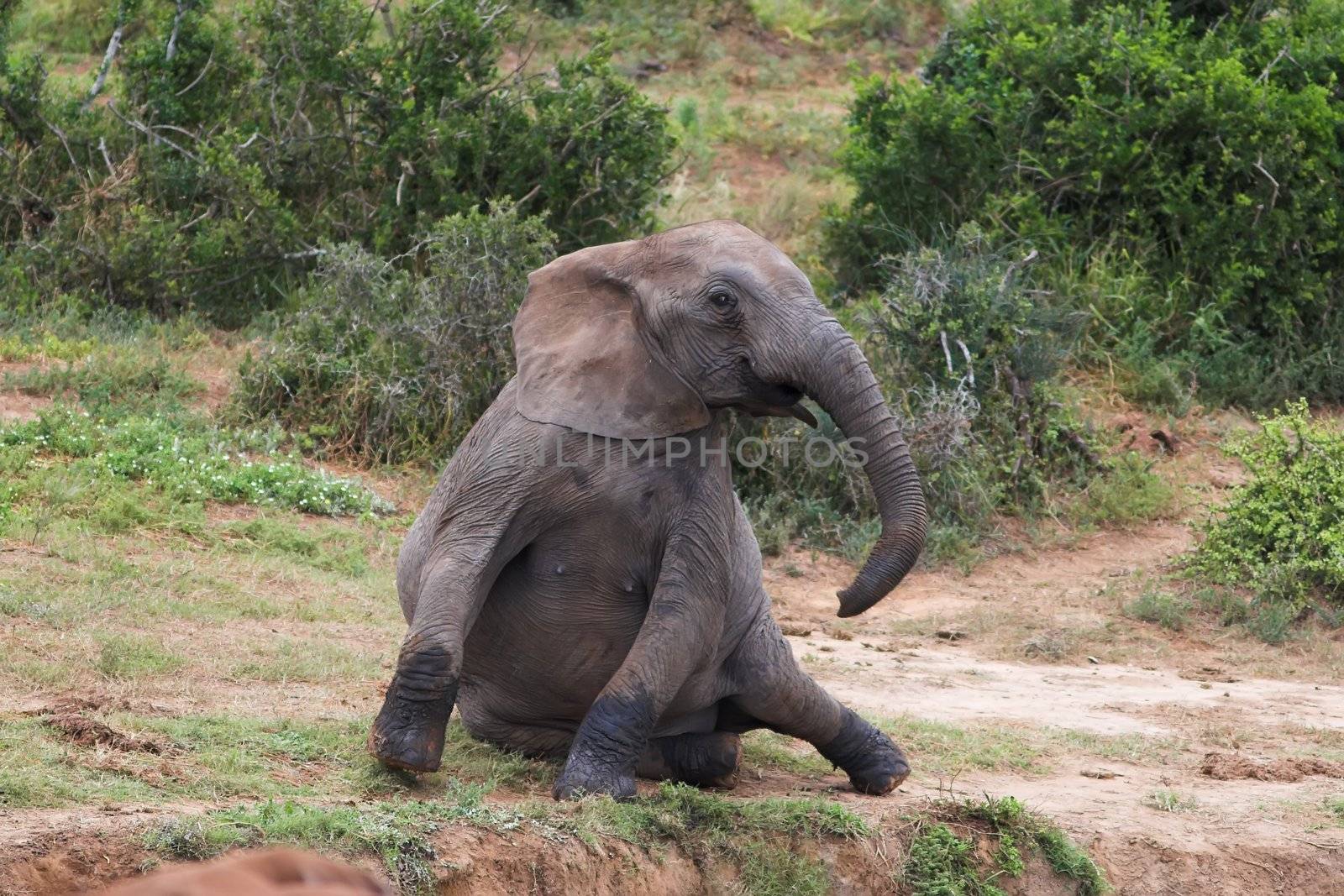 African Elephant getting up after a rest