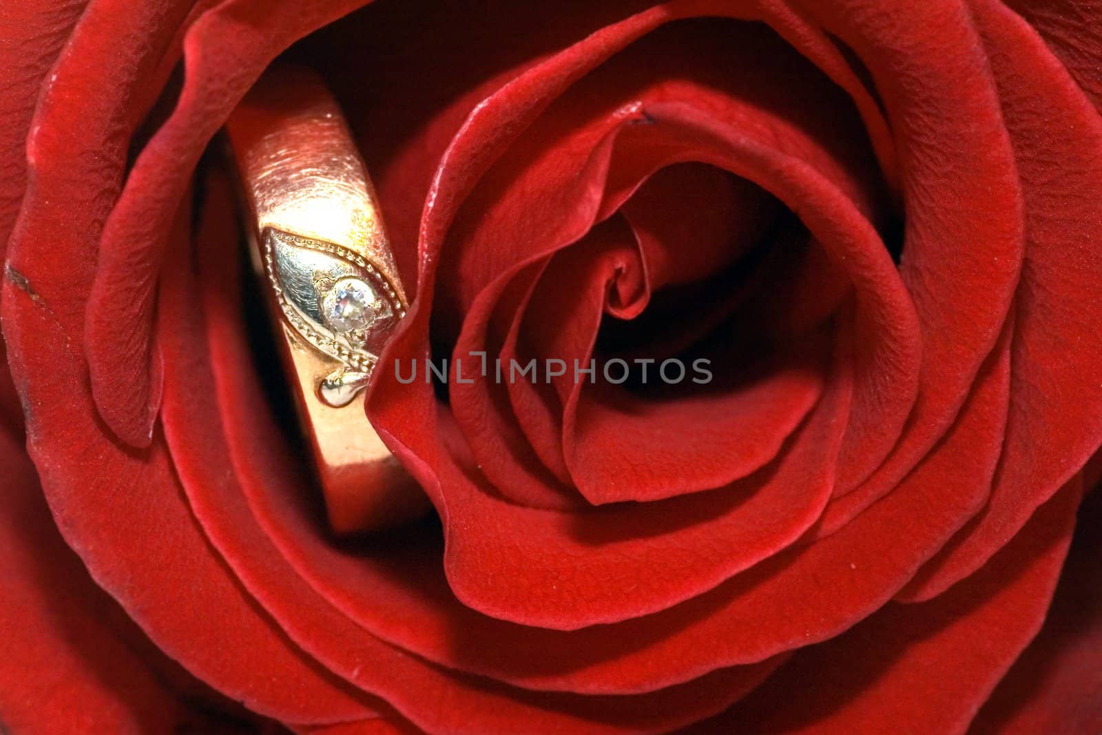 On a photo a red rose with golden ring by macro lens