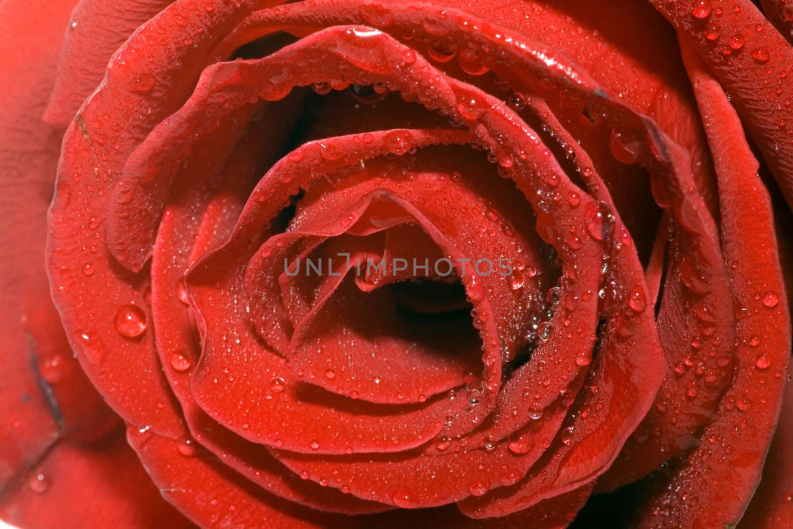 On a photo a red rose with water drops by macro lens