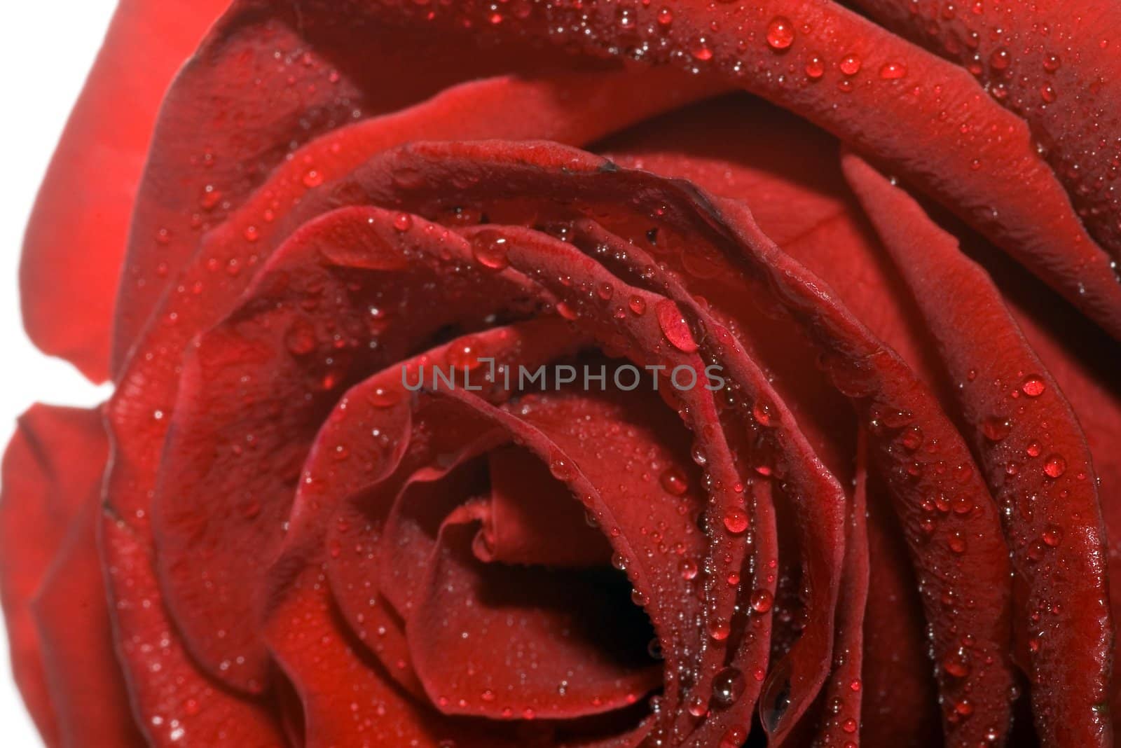 On a photo a red rose with water drop by macro lens