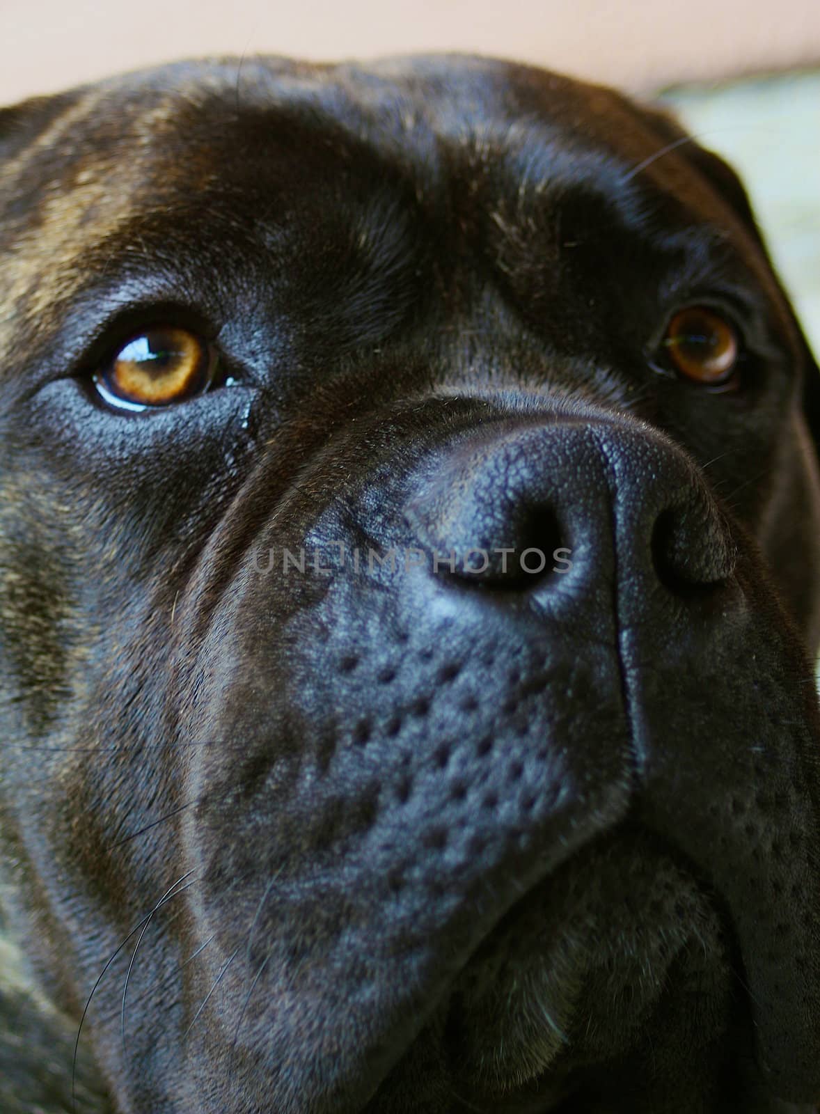 Portrait of a bullmastiff by Phantom