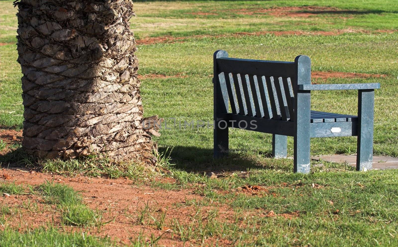 Park Bench Under tree,on a summer afternoon.