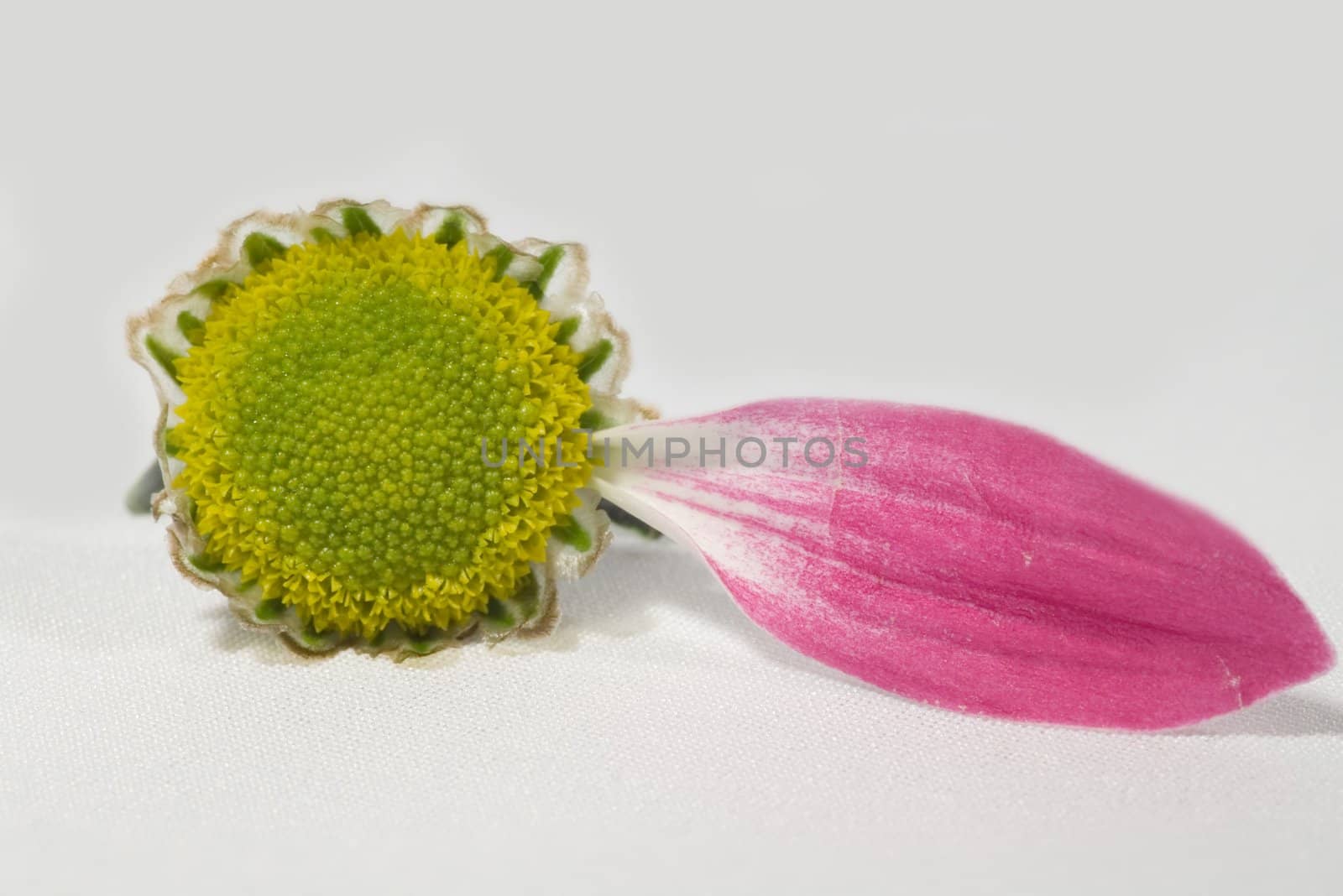 Close up of a daisy flower, isolated on white