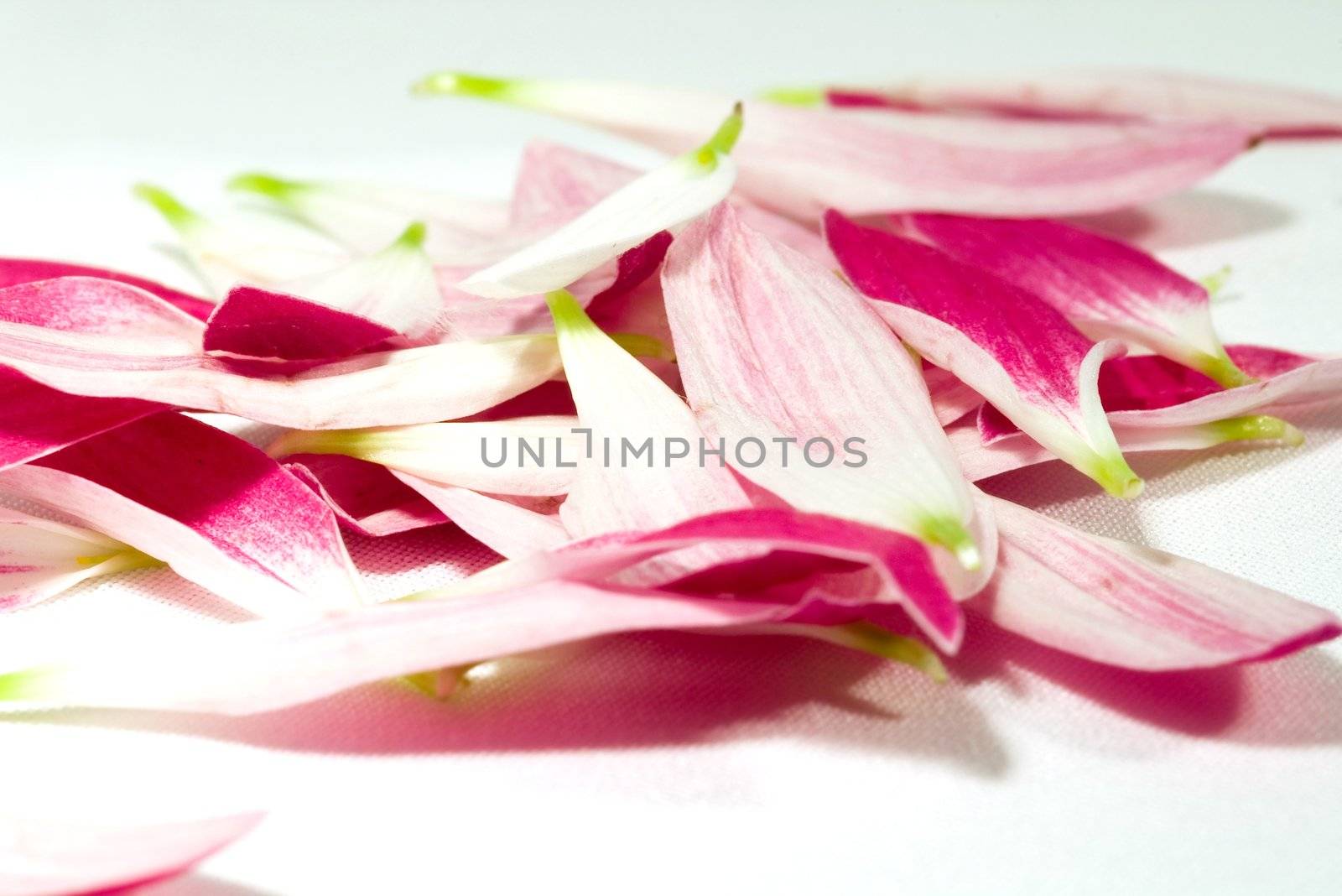 petals of a daisy flower, isolated on white