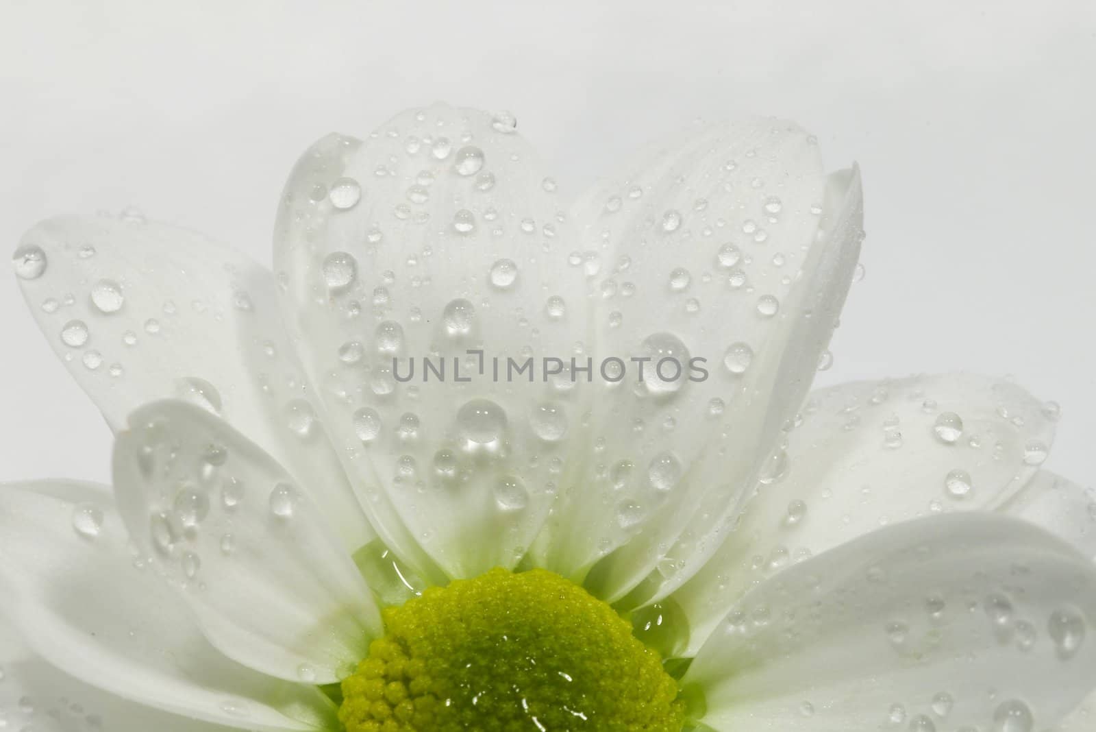 Close up of a daisy flower, isolated on white,
