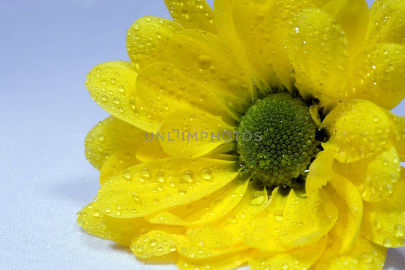 Close up of a daisy flower, isolated on white,

