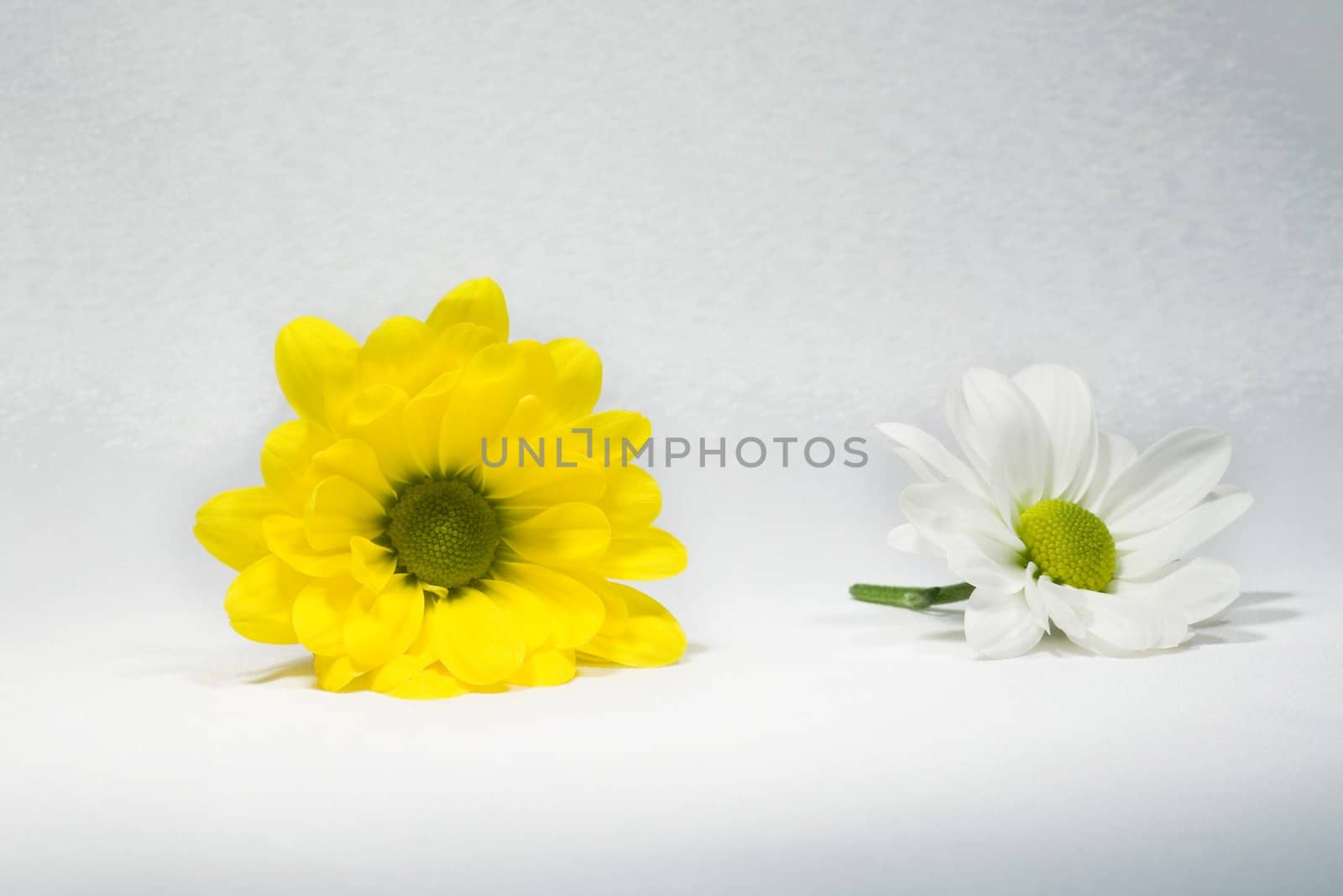 Close up of a daisy flowers, isolated on white,

