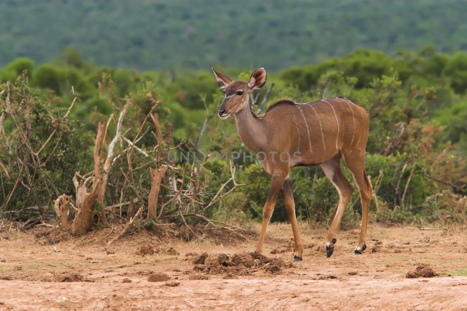 Young female kudu in the african bush