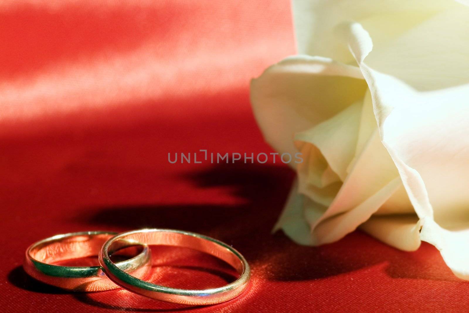 On a photo a rose and wedding rings by dolnikow