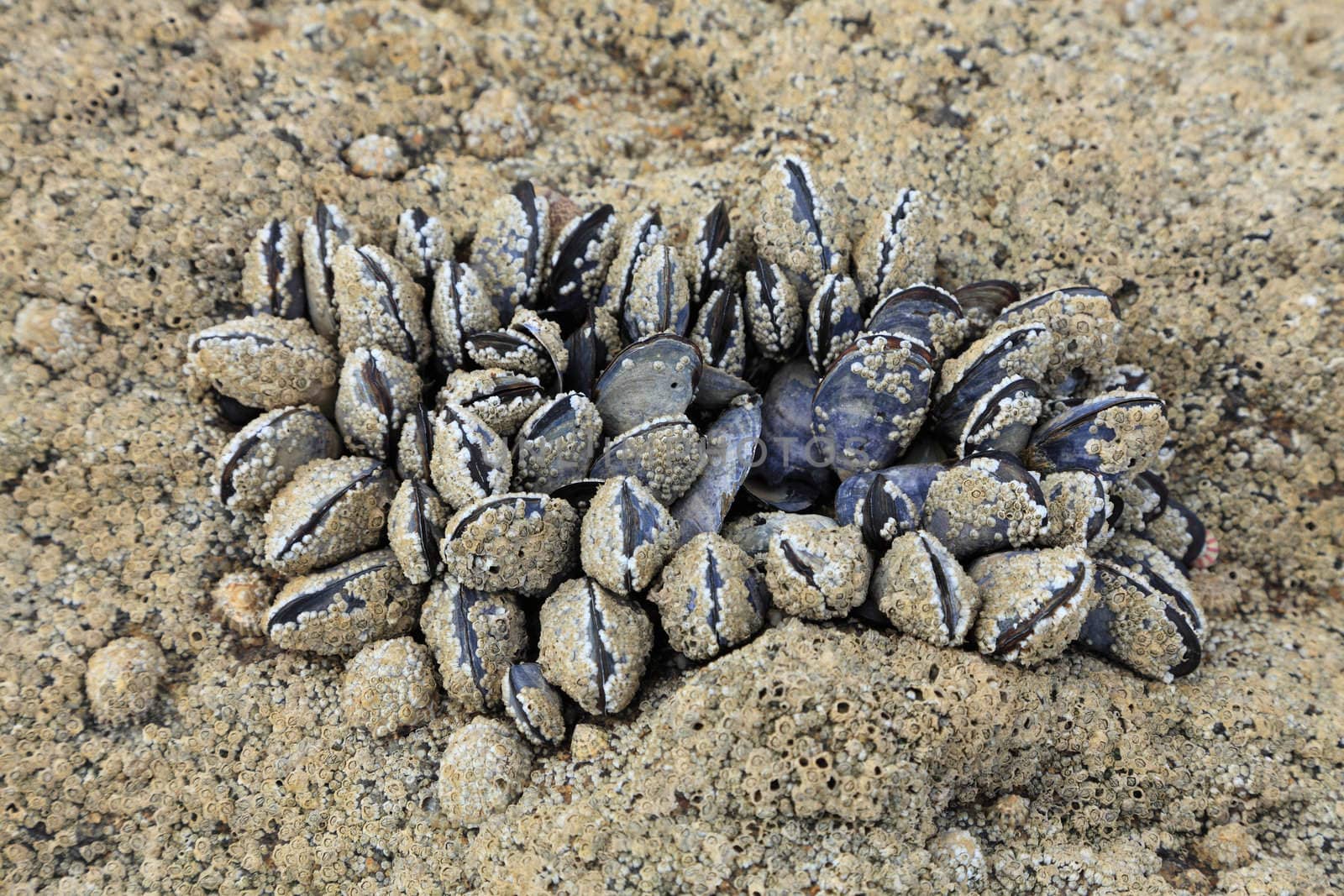 Image of a group of fossilized shells - a detail of the beaches in Normandy during low tides.