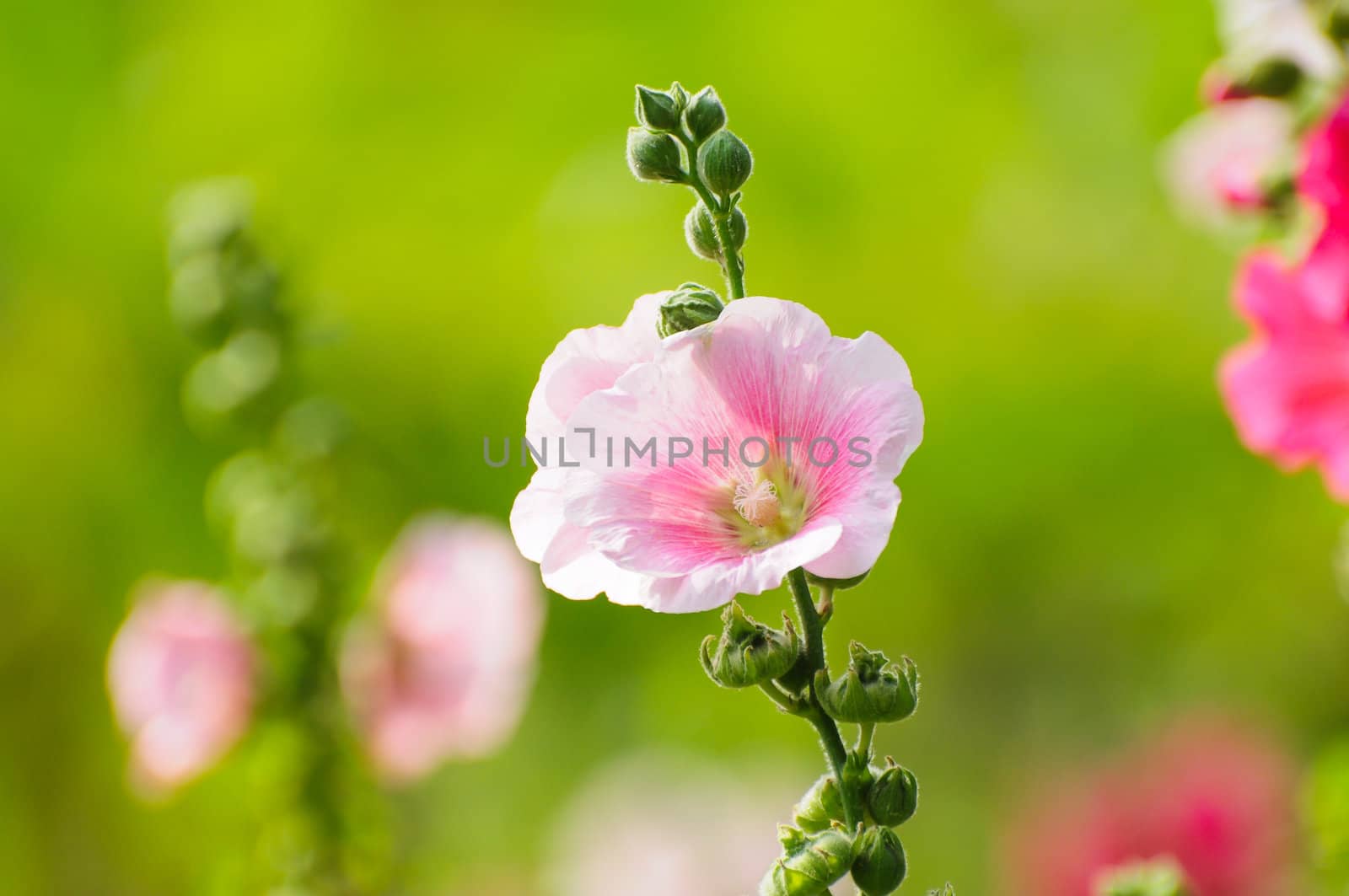 beautiful pink flowers