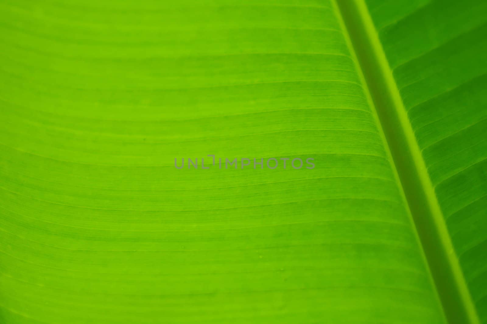 texture of green banana leaf