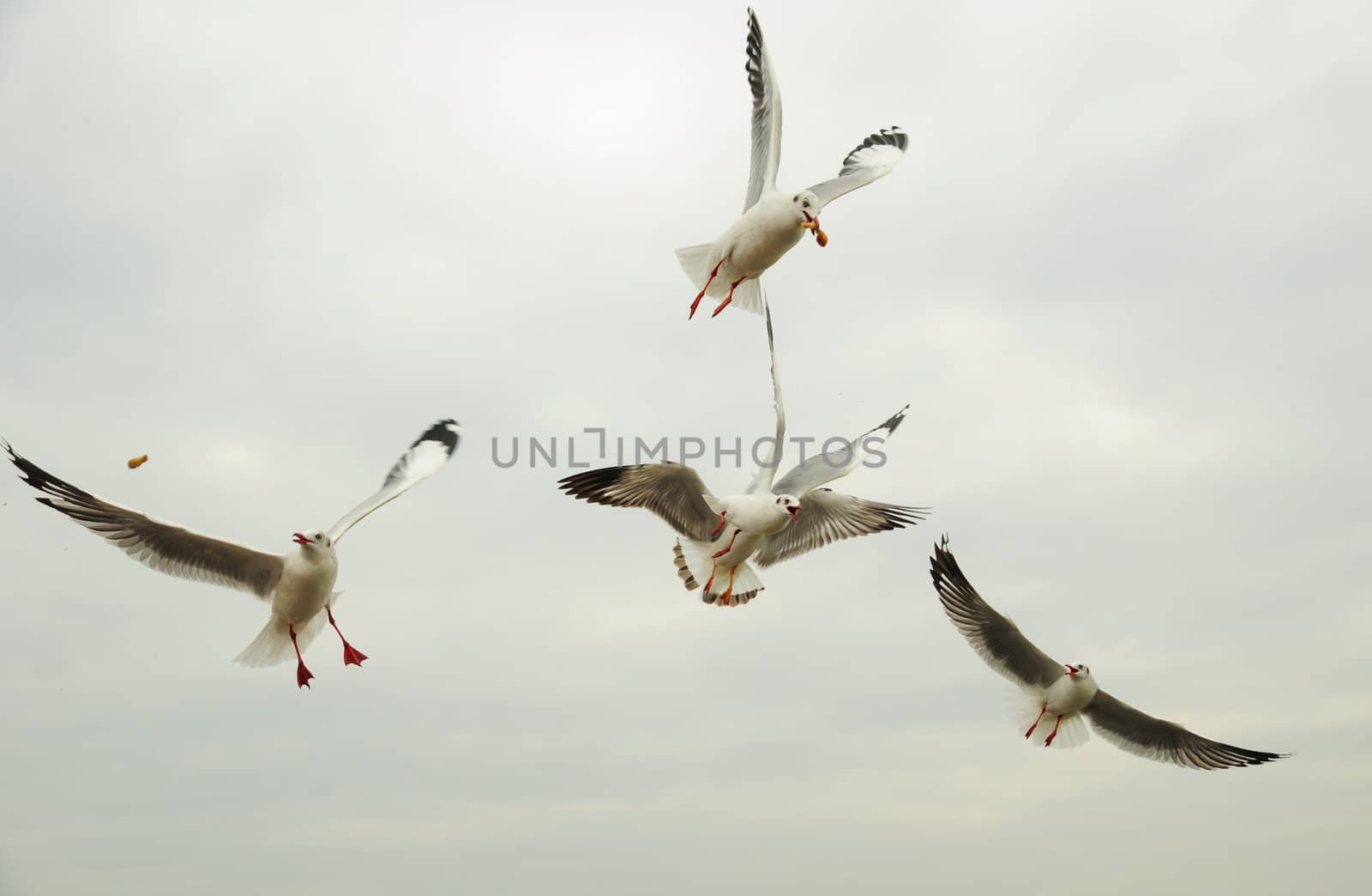 flying seagull