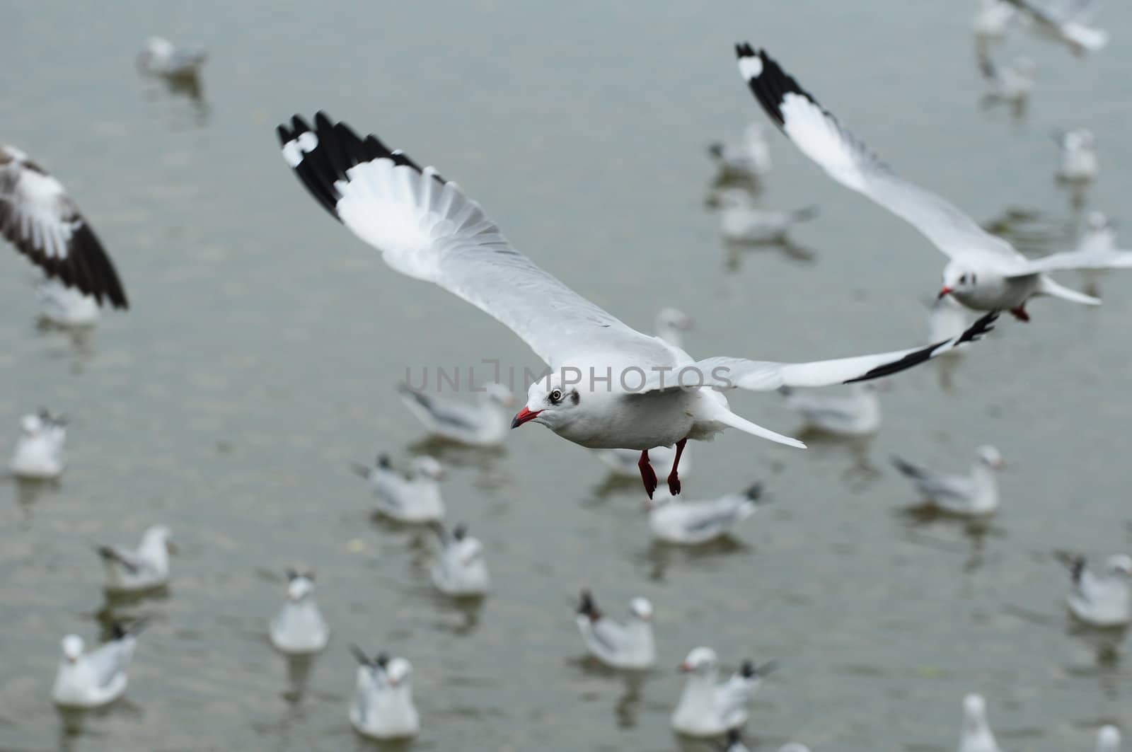 flying seagull