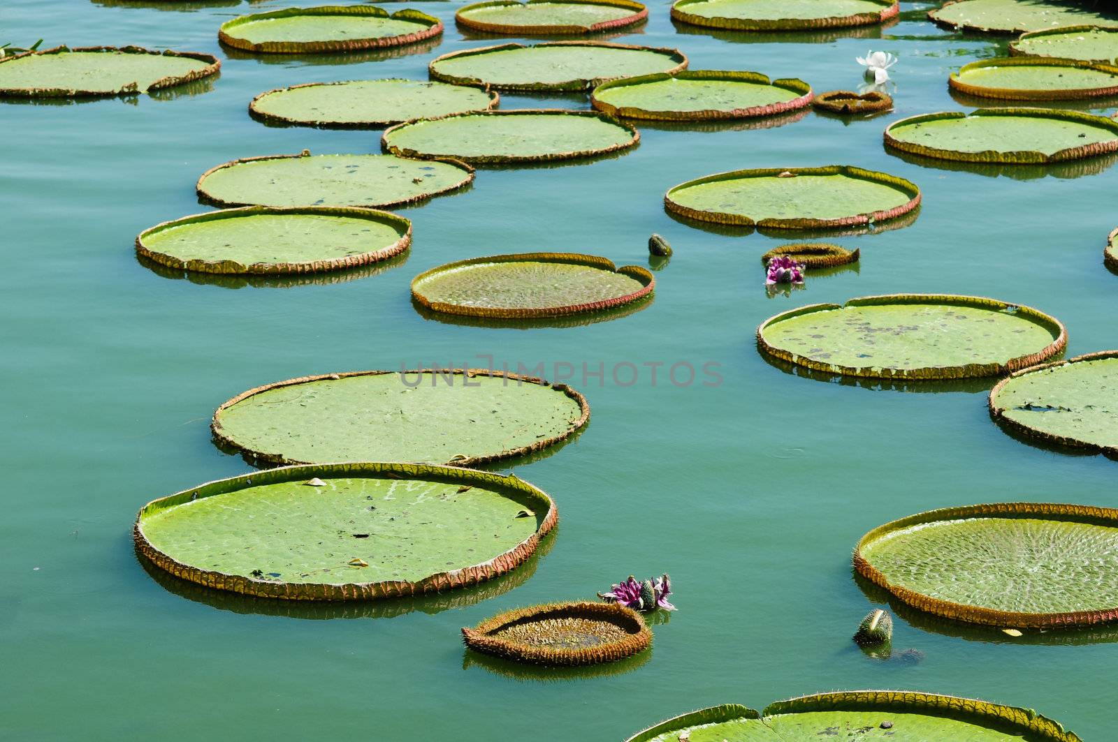 victoria lotus leaf