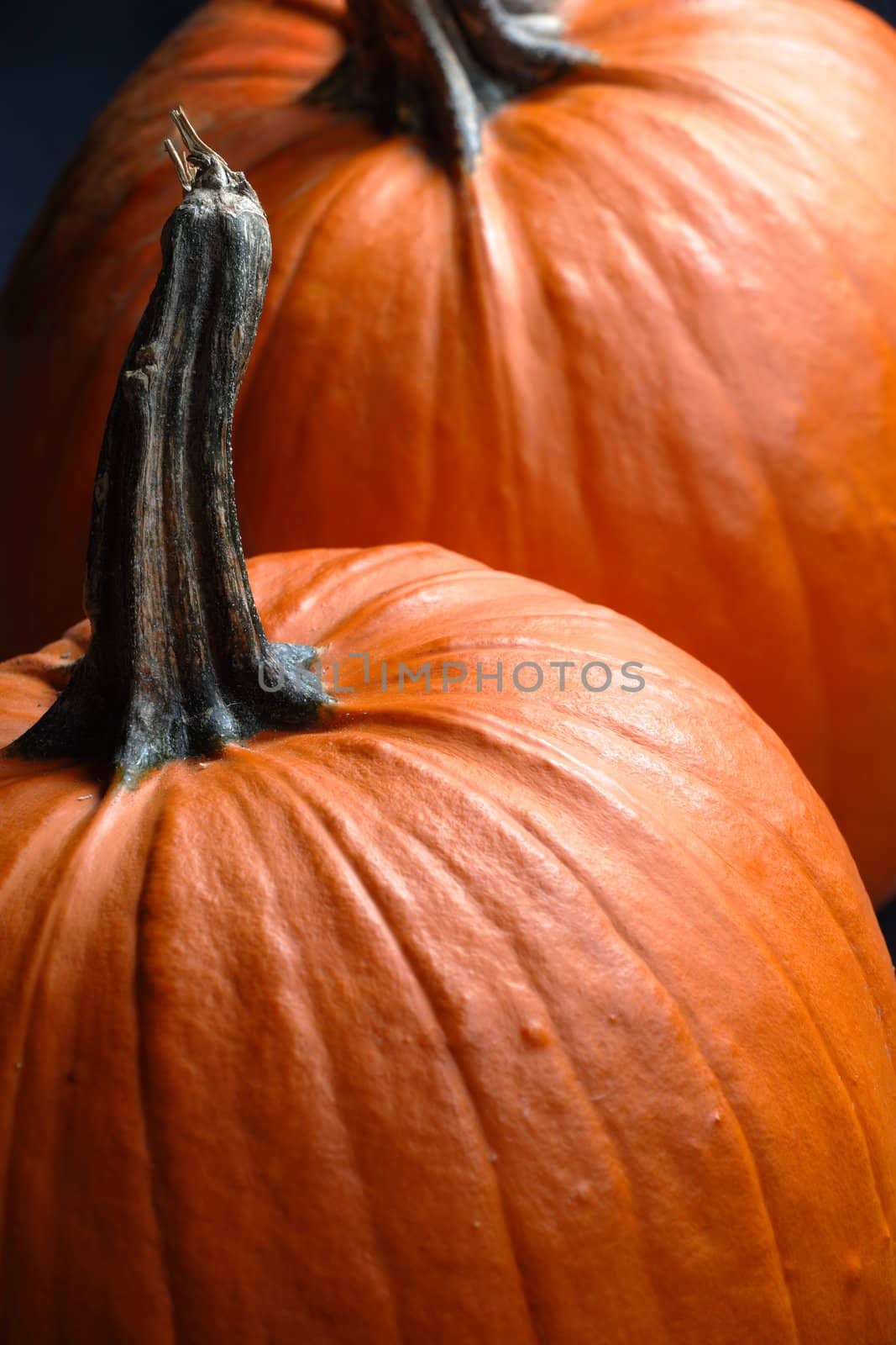 Photo of two large pumpkins.  Focus is on first pumpkin.