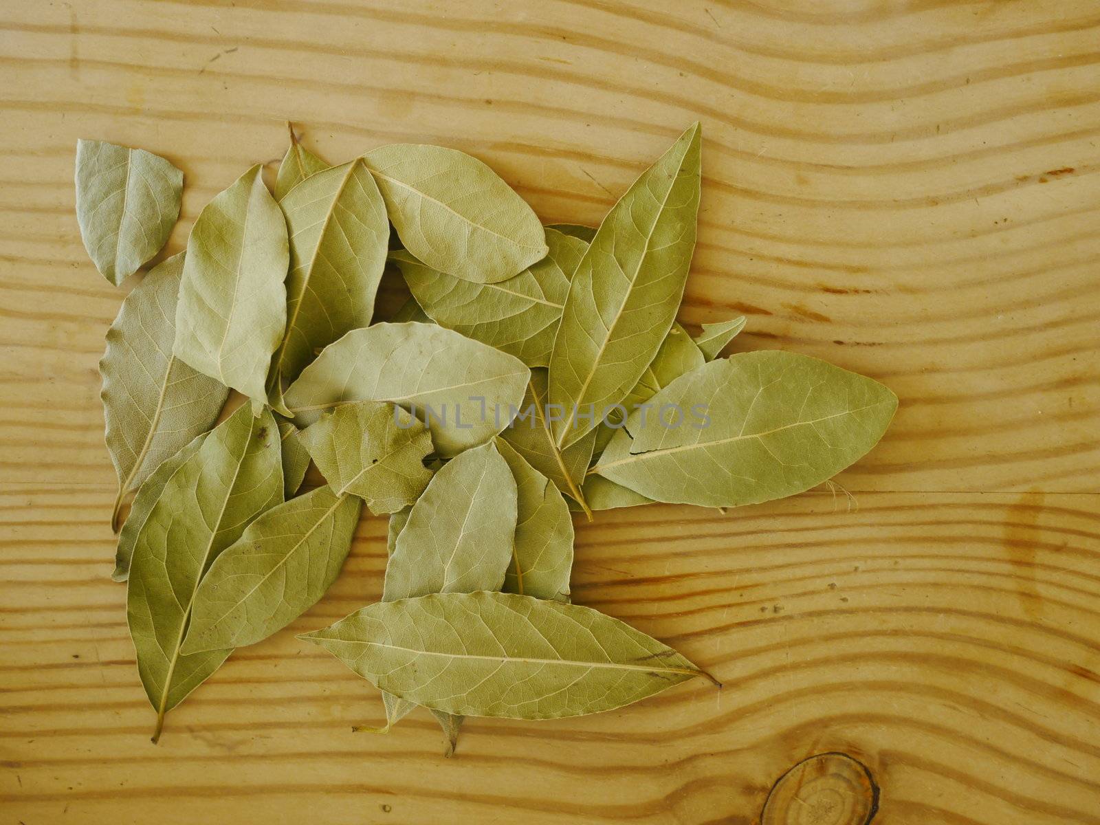 dry leaves of laurel made as background