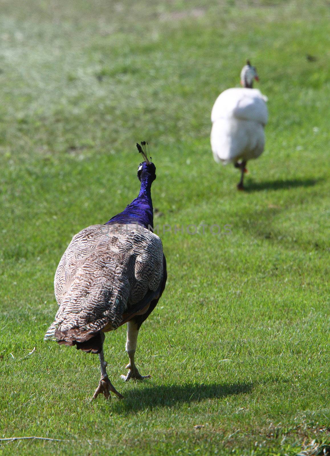 Peacock and Guinea Fowl in Saskatchewan by pictureguy