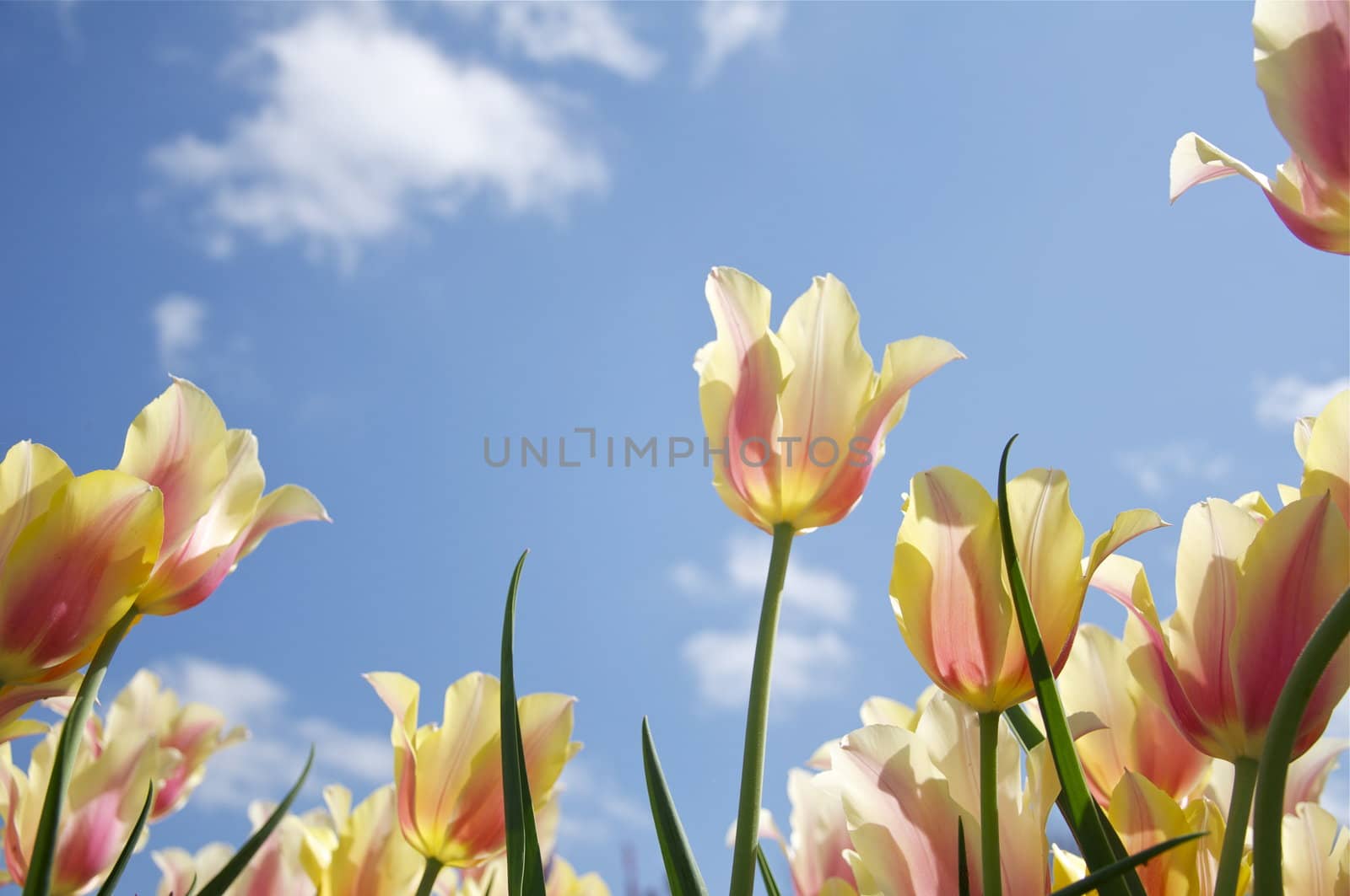 A garden full of spring tulips shine in the morning sunlight.