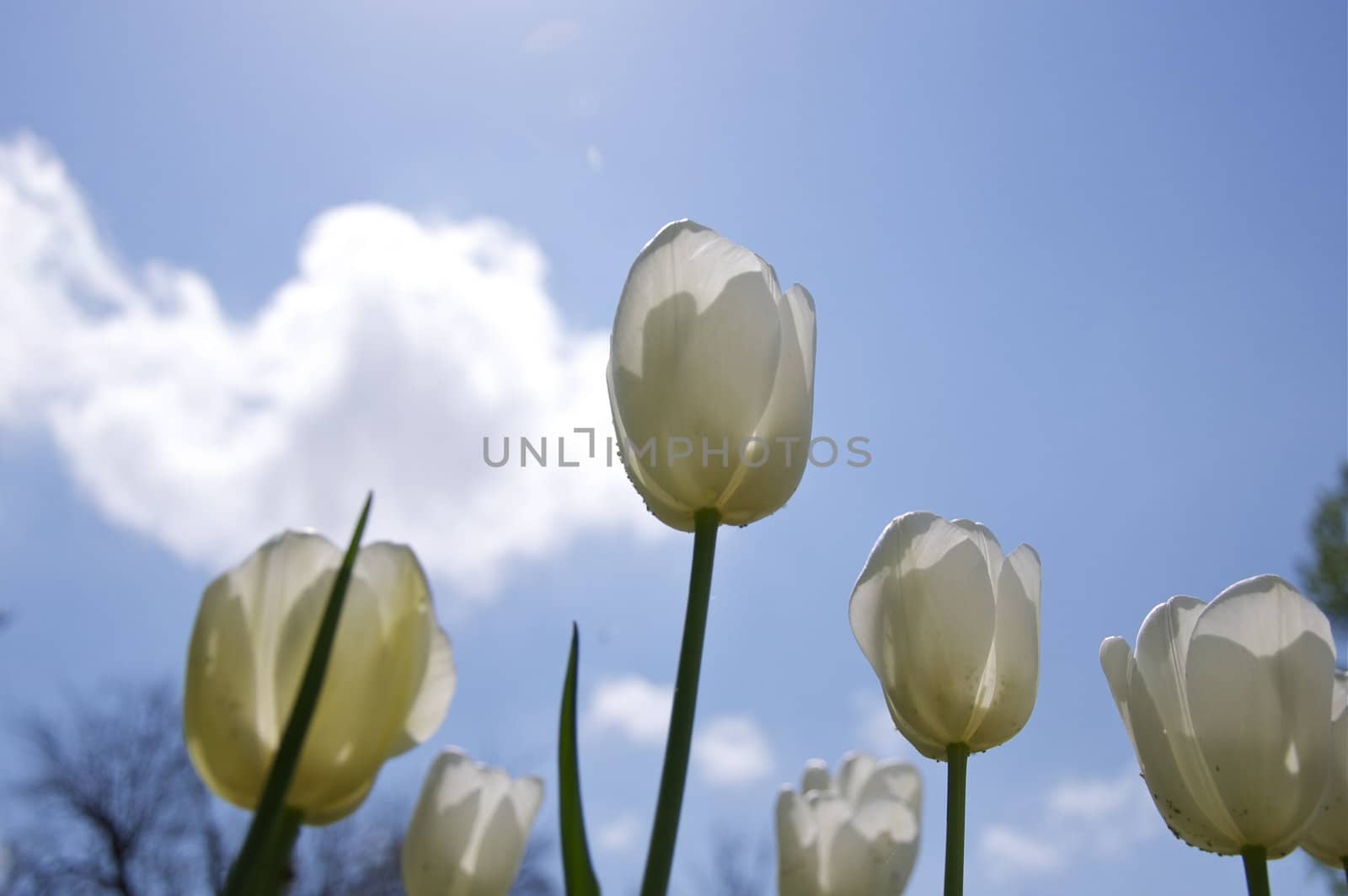A group of pretty white tulips shine in the spring sunlight.