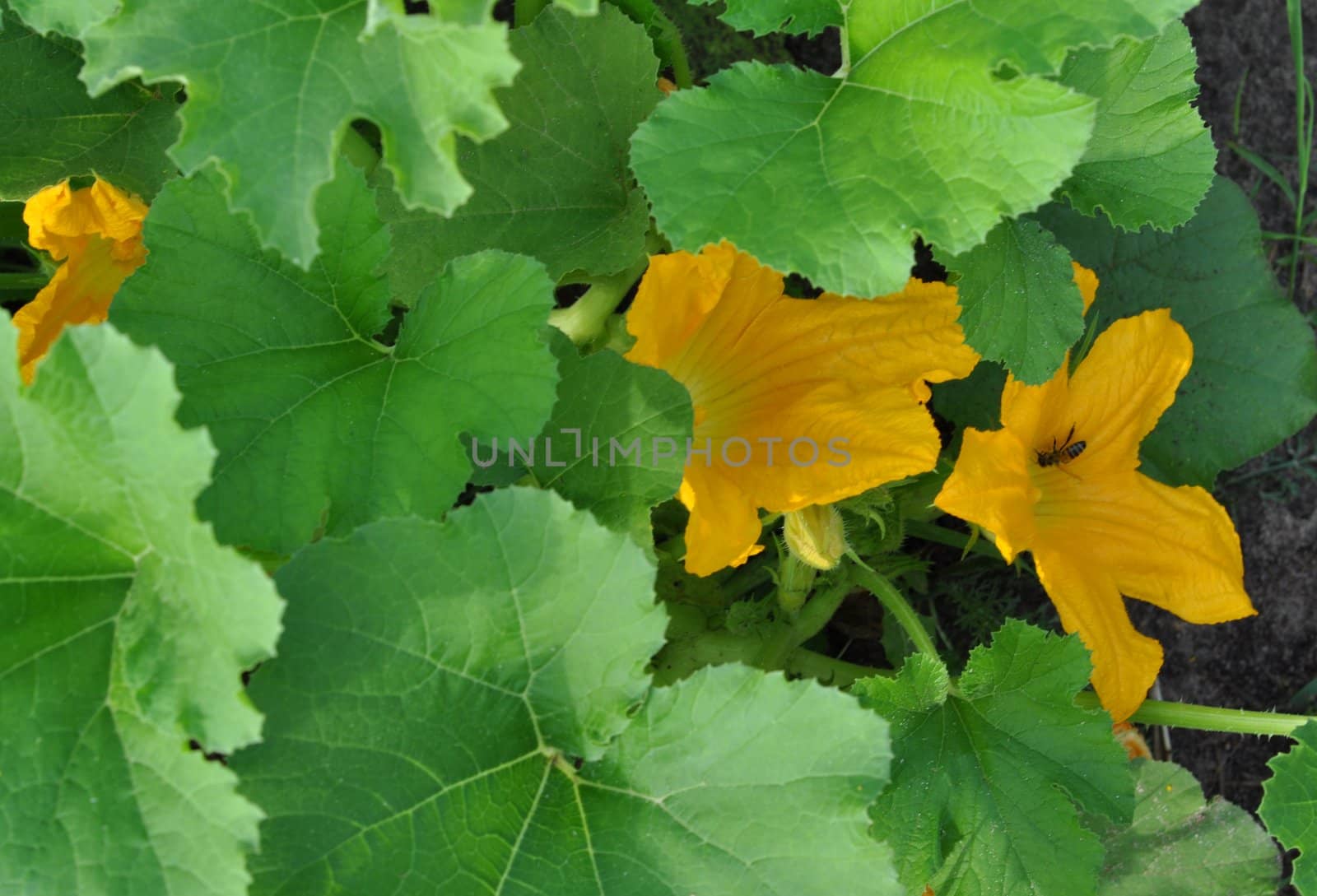 Leaves and flowers of vegetable marrows, the central Russia, July