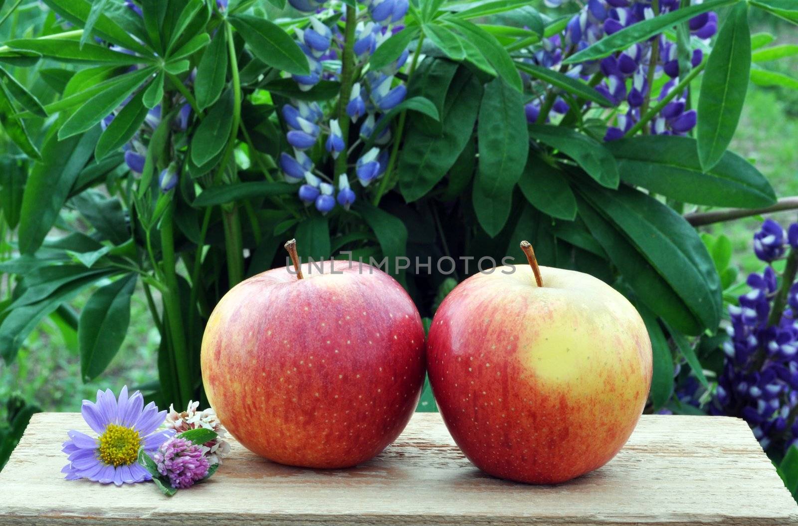 Apples and wild flowers on a board against blossoming lupines