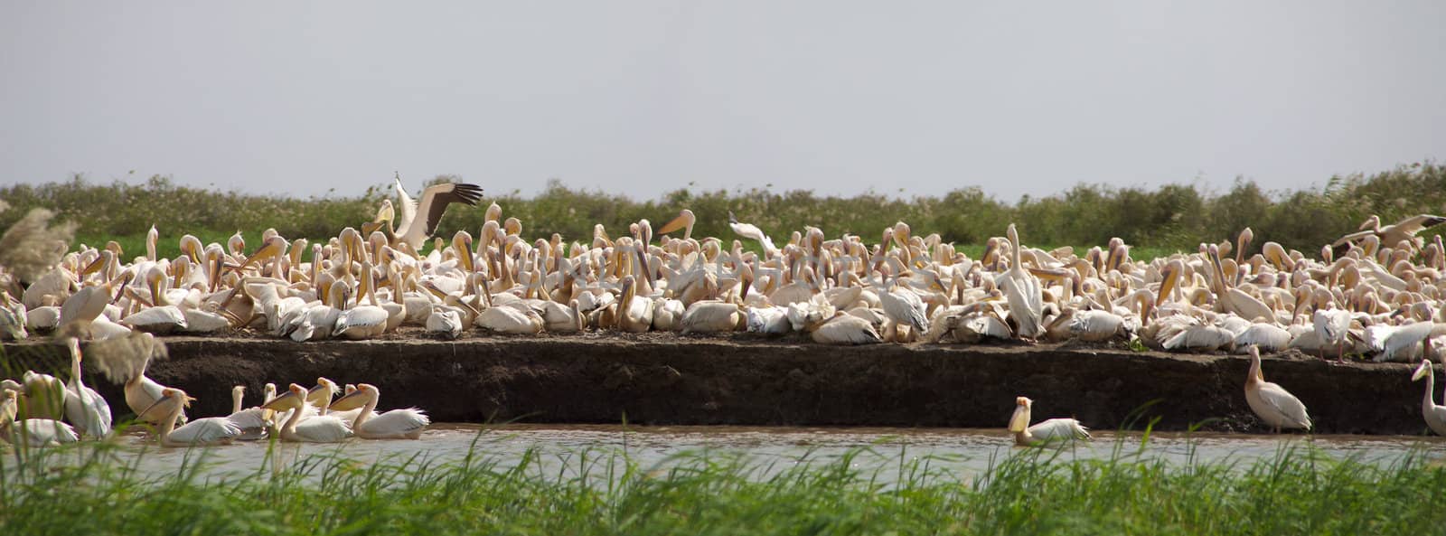 Pelicans in the Djoudj National park by watchtheworld