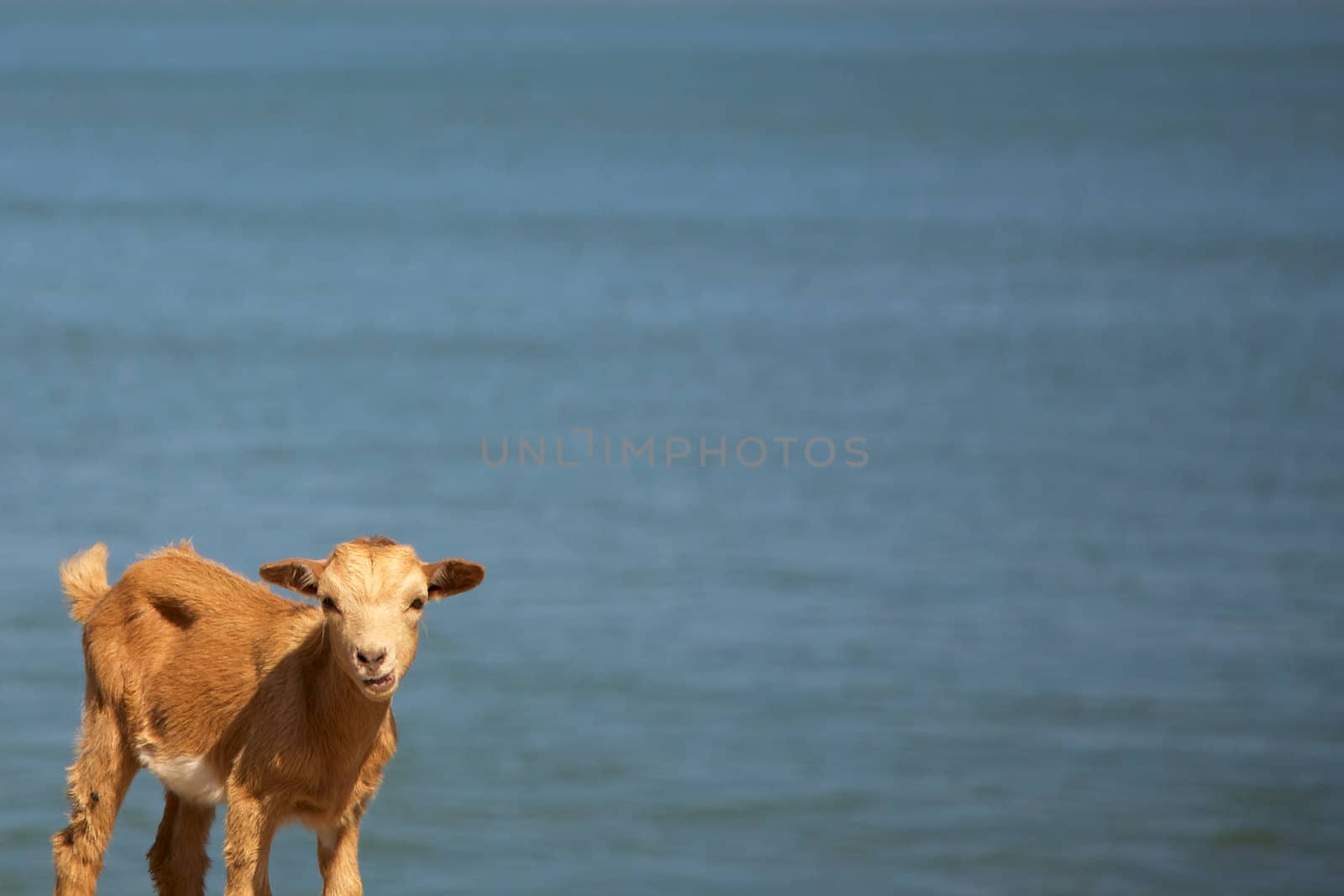 Young goat with blue senegal river in the background 