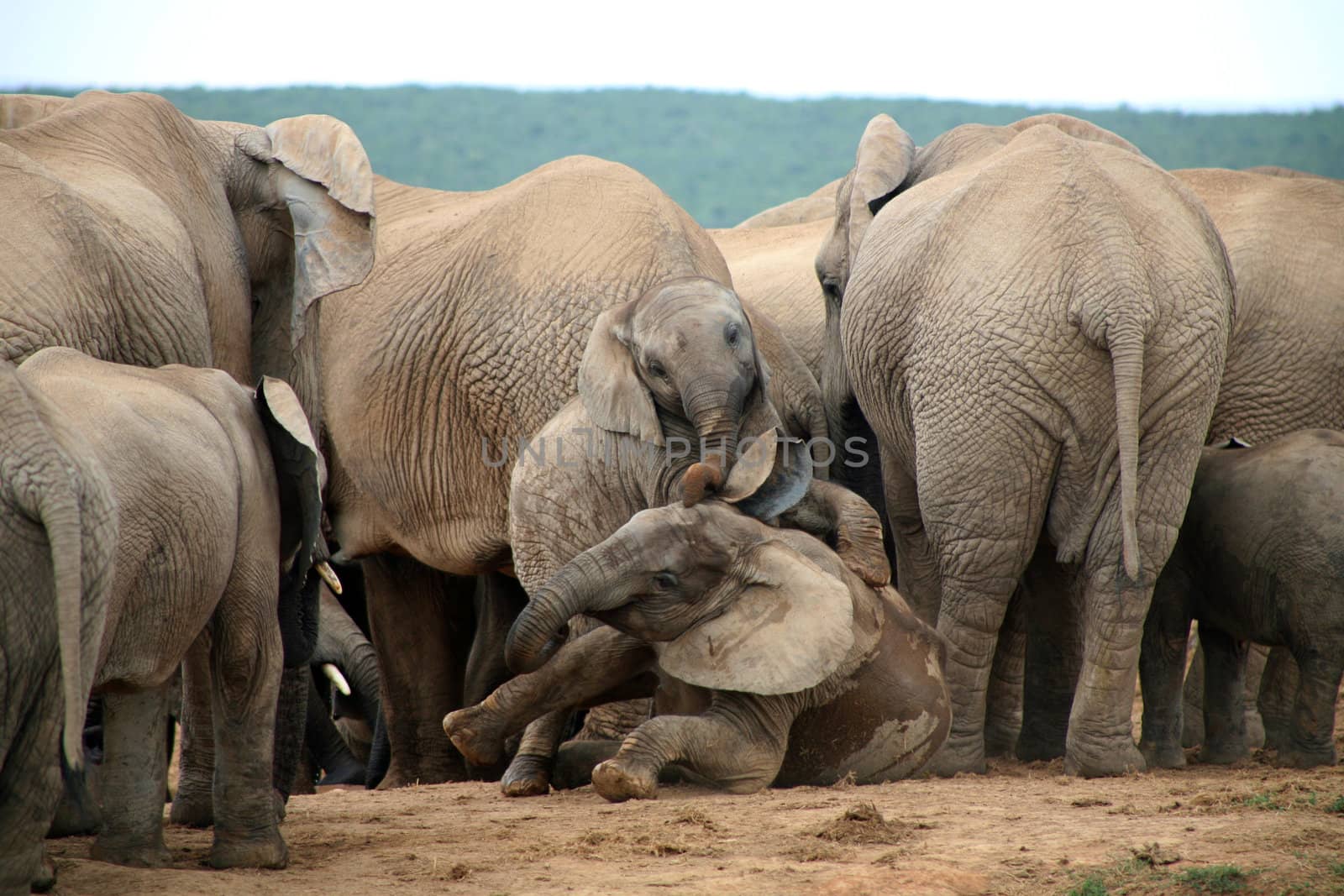 Elephants lifestyle in South Africa