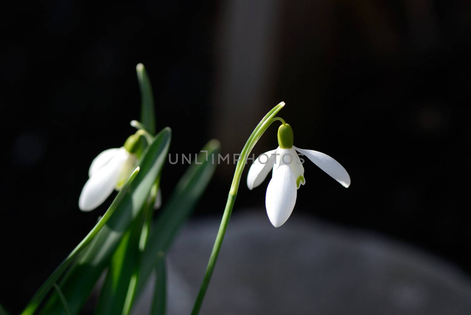 Galanthus also called snowdrop flowering on a sunny spring day