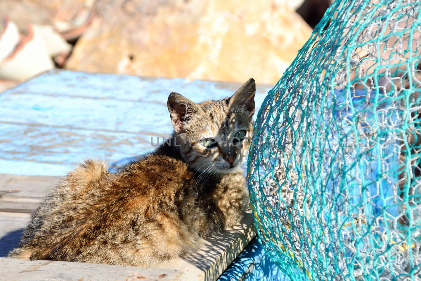 Cat and fishing net by fahrner