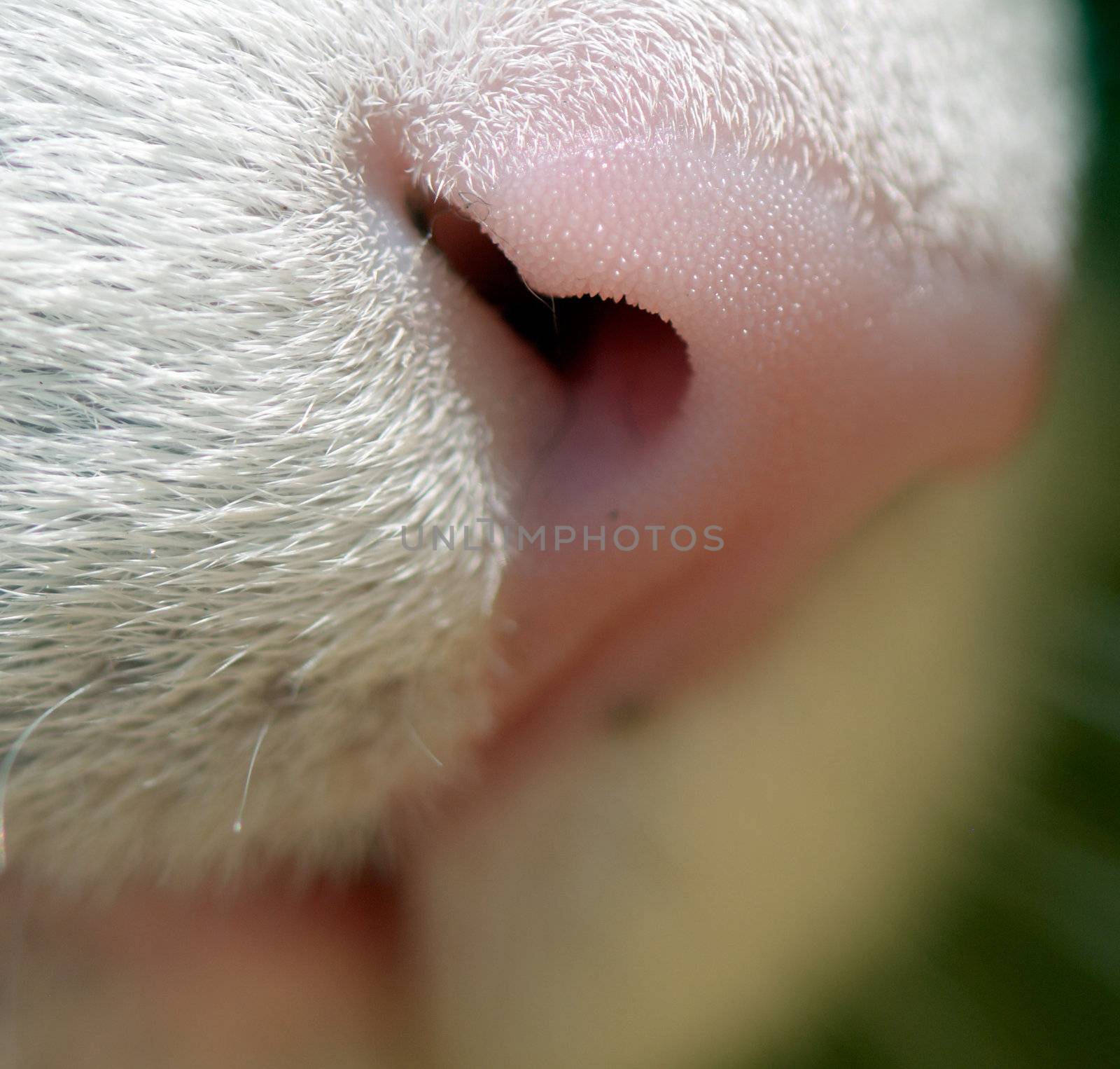 Macro shot of cat nose
