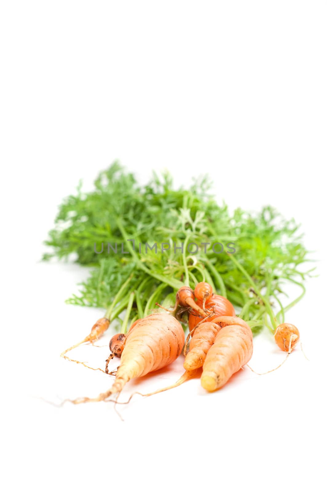 Shot of young carrot isolated on white