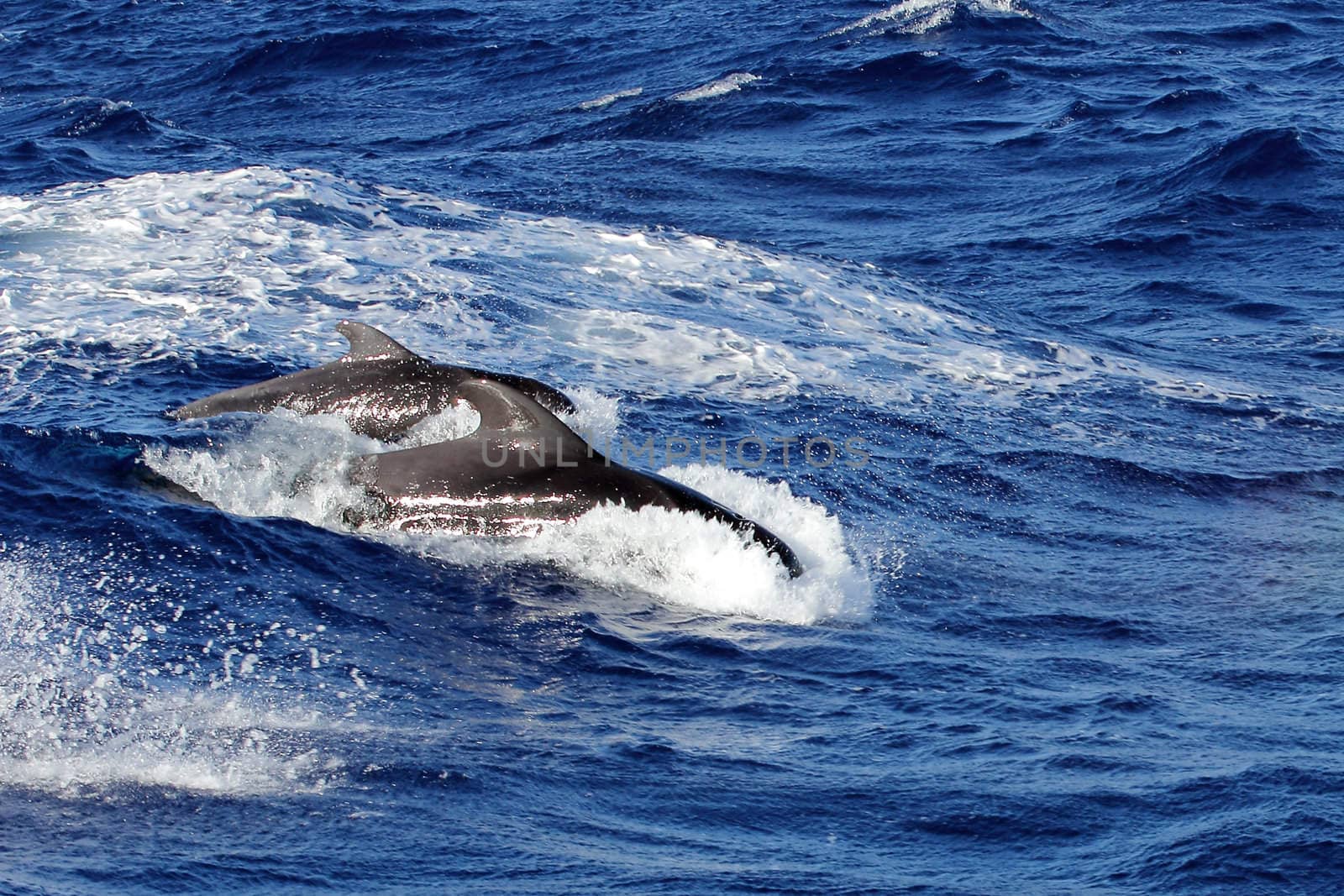 A pair of short finned pilot whales surfacing in heavy swell in the atlantic ocean off Tenerife