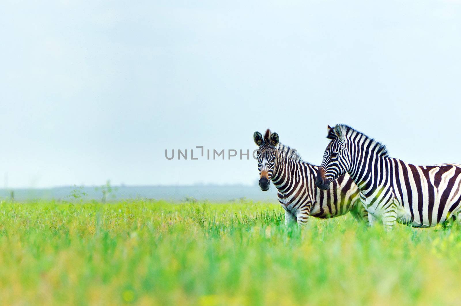 Zebra in the spring steppe by maxoliki