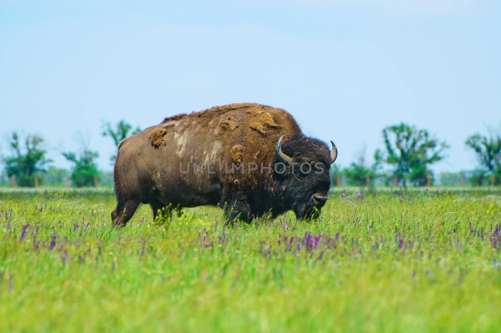 Bison in the green of spring steppe Askania Nova. Ukraine