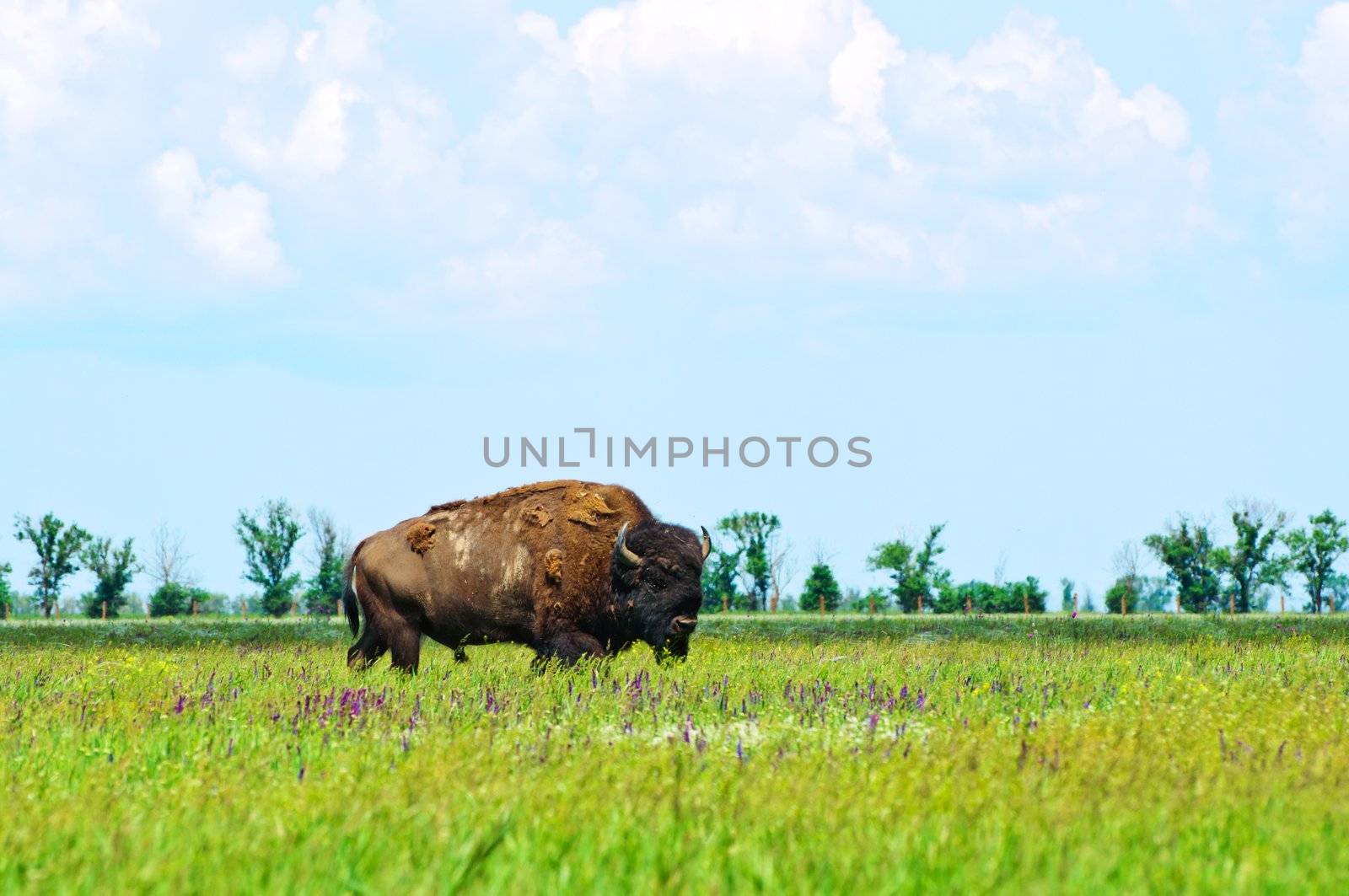 Bison in the green of spring steppe Askania Nova. Ukraine