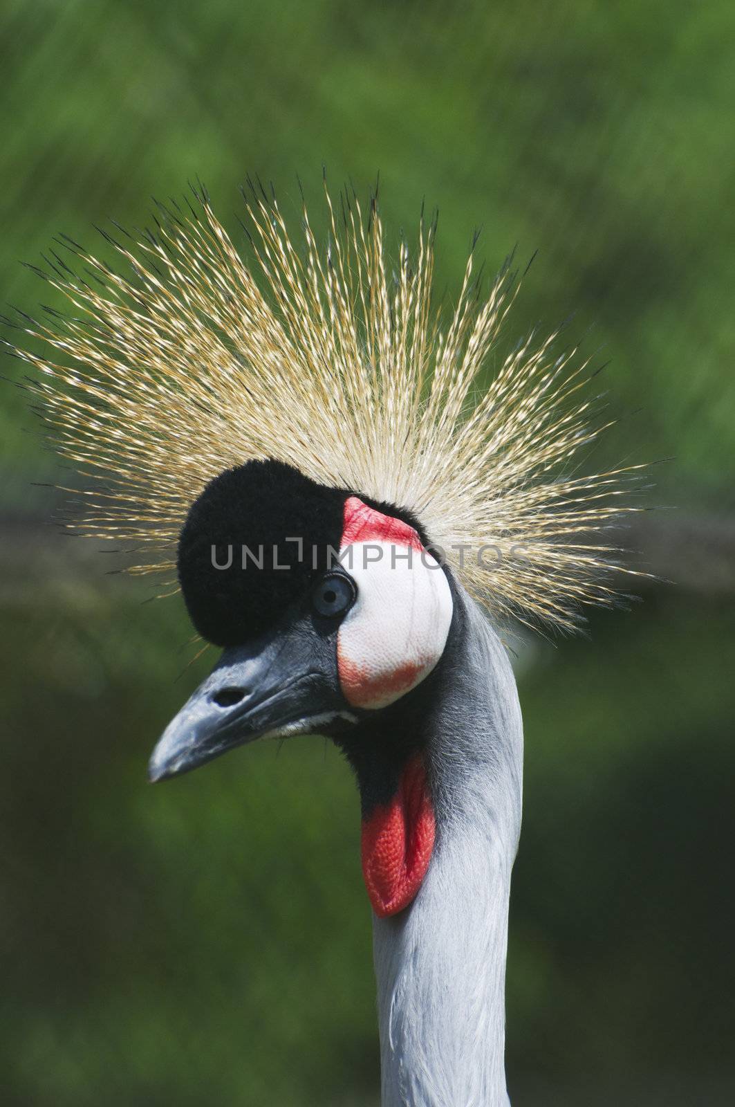 Grey Crowned Crane by maxoliki