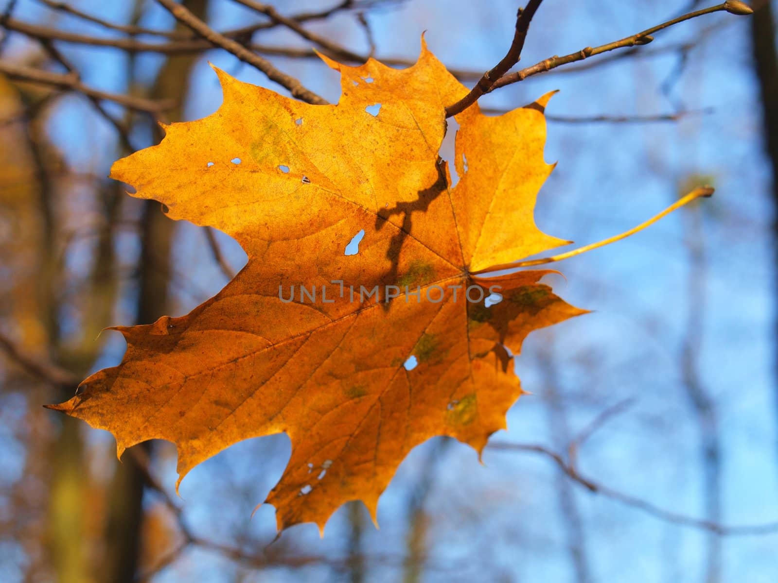 Close up of colourful autumn leaf