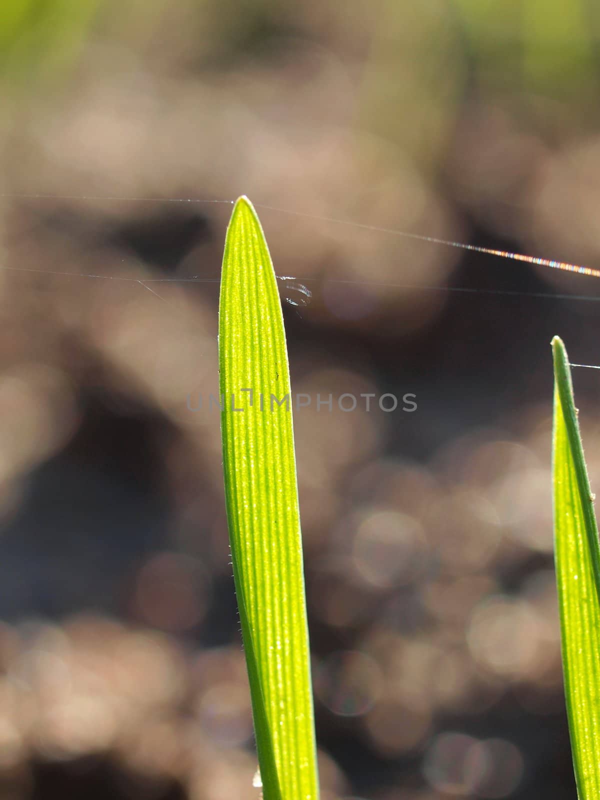 sprouts of young cereals during early spring