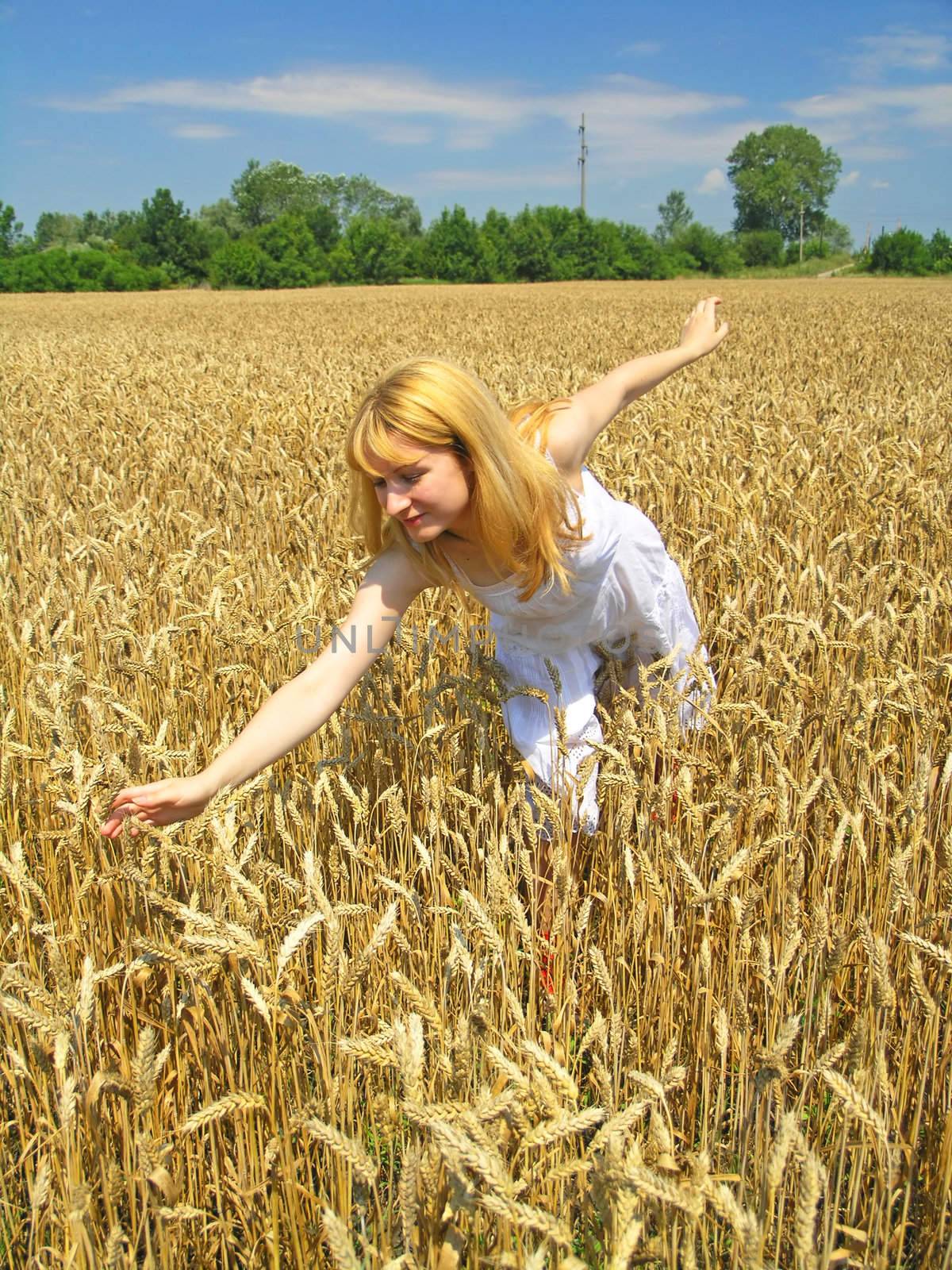 Field of Wheat