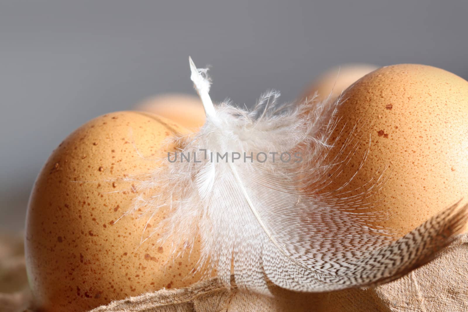 Closeup of brown speckled eggs with gray background