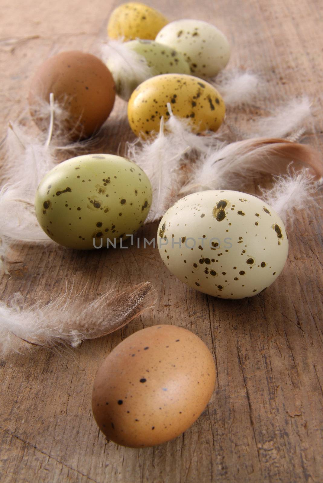 Speckled easter eggs with feathers on wooden table 