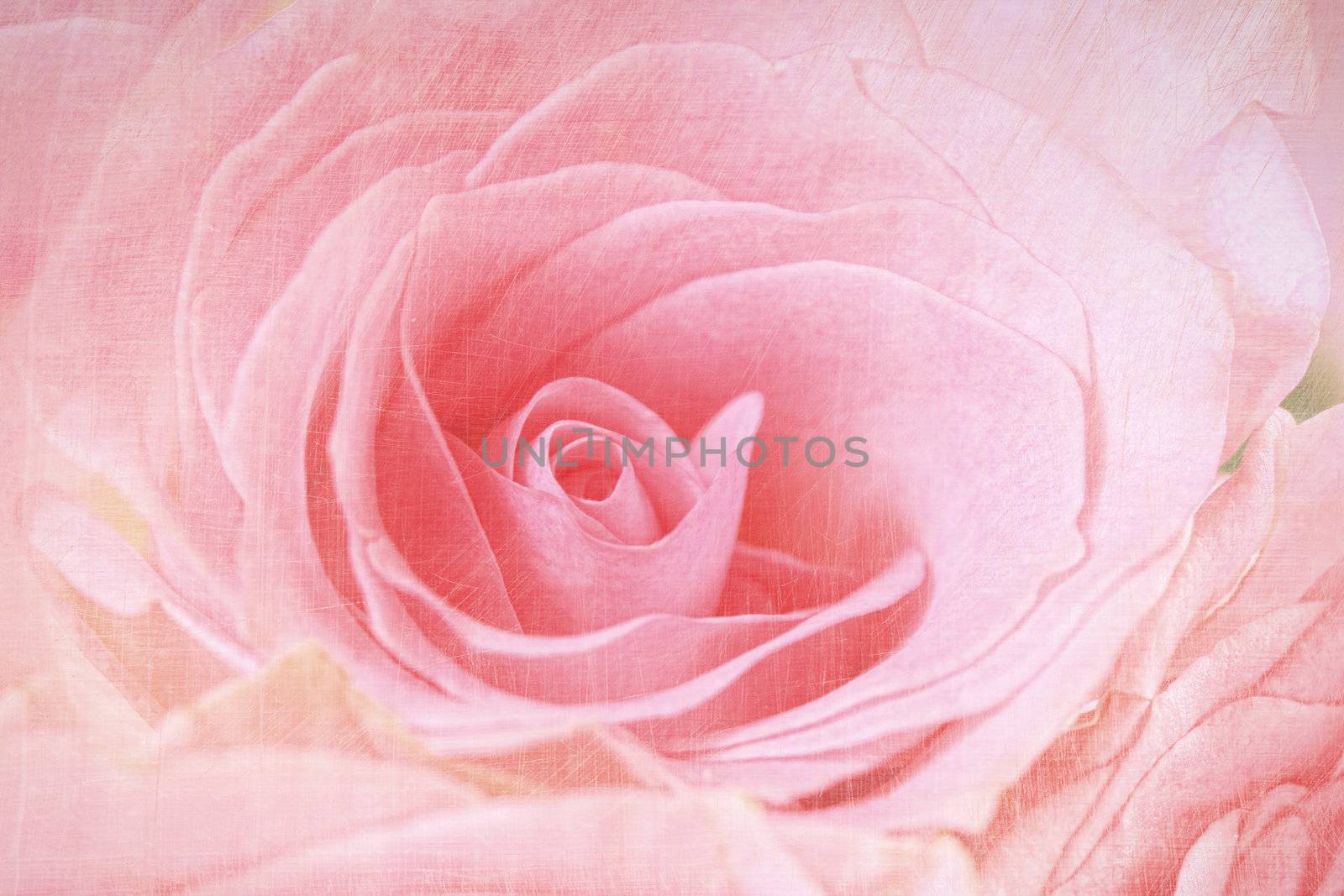 Closeup of a pink rose with antique finish