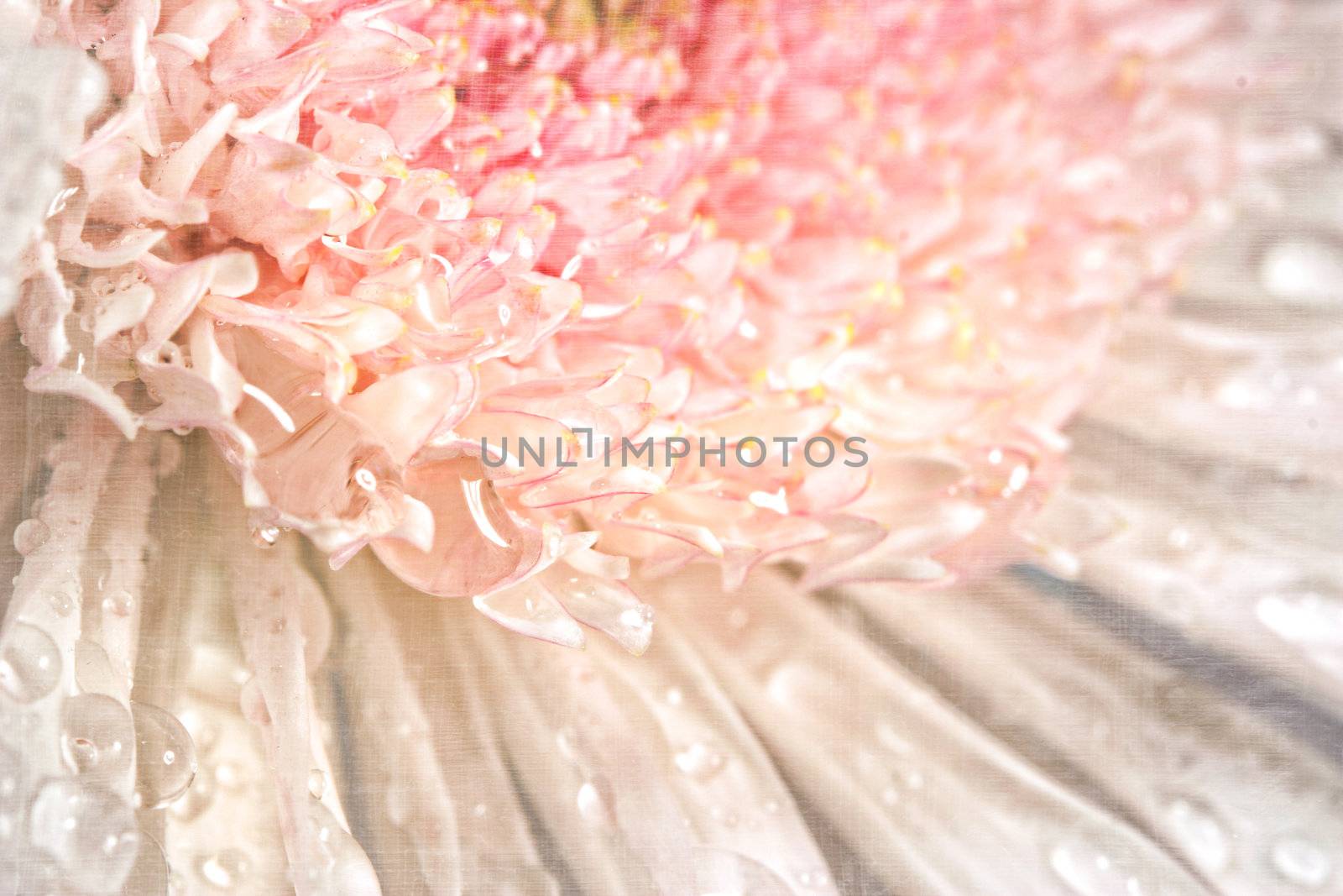 Pink chrysanthemum with antique distress background