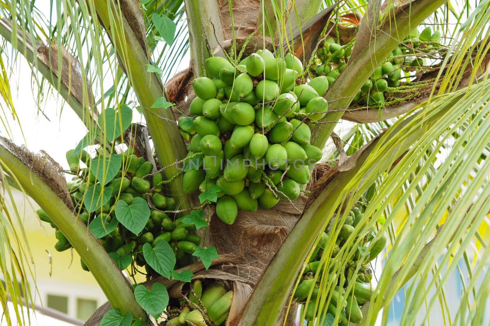 Green coconut at tree