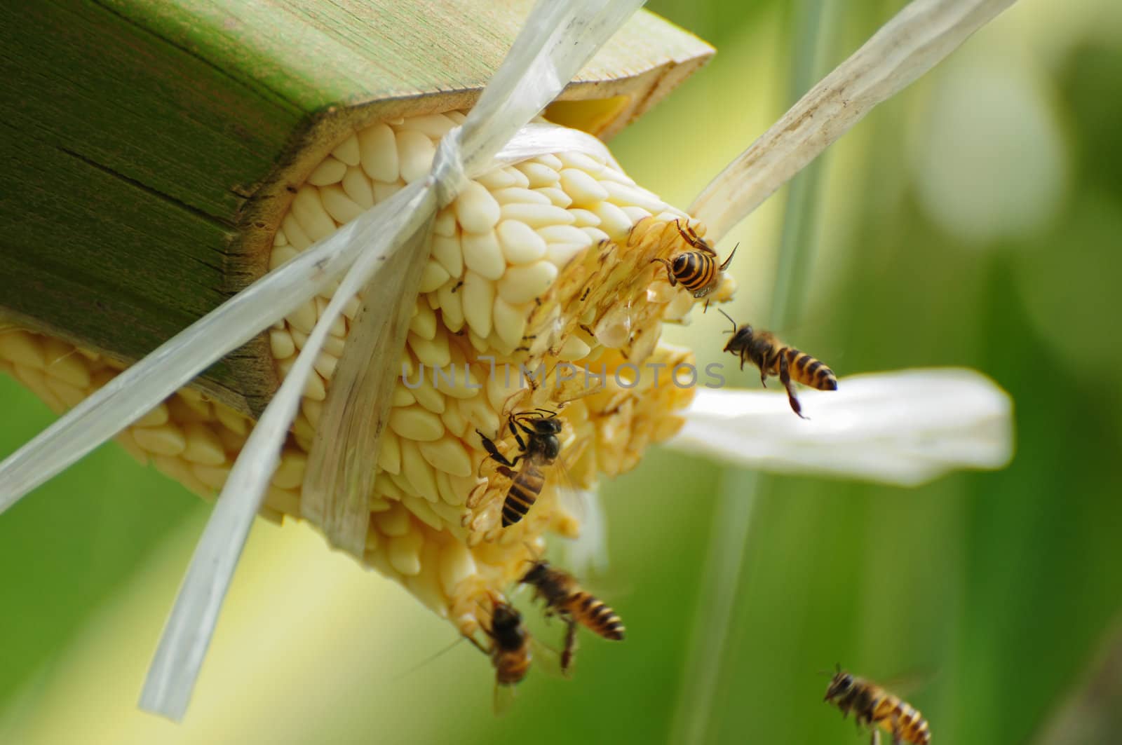 Bees take nectar from the palm tree