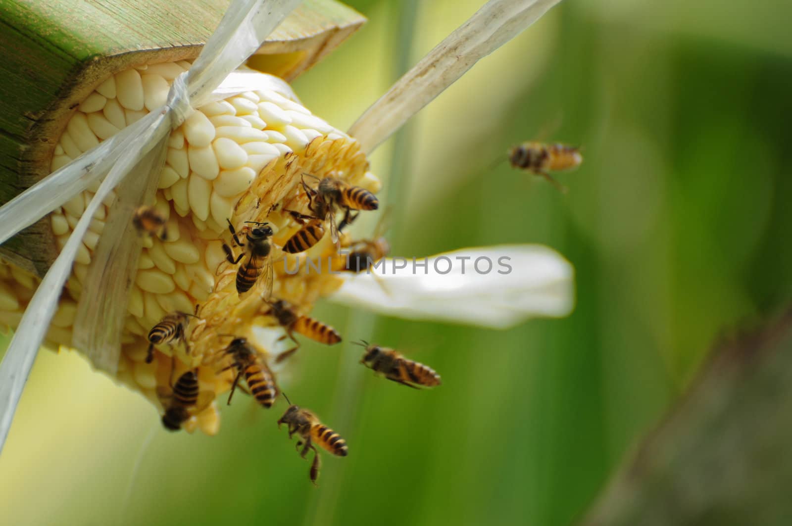 Bees take nectar from the palm tree